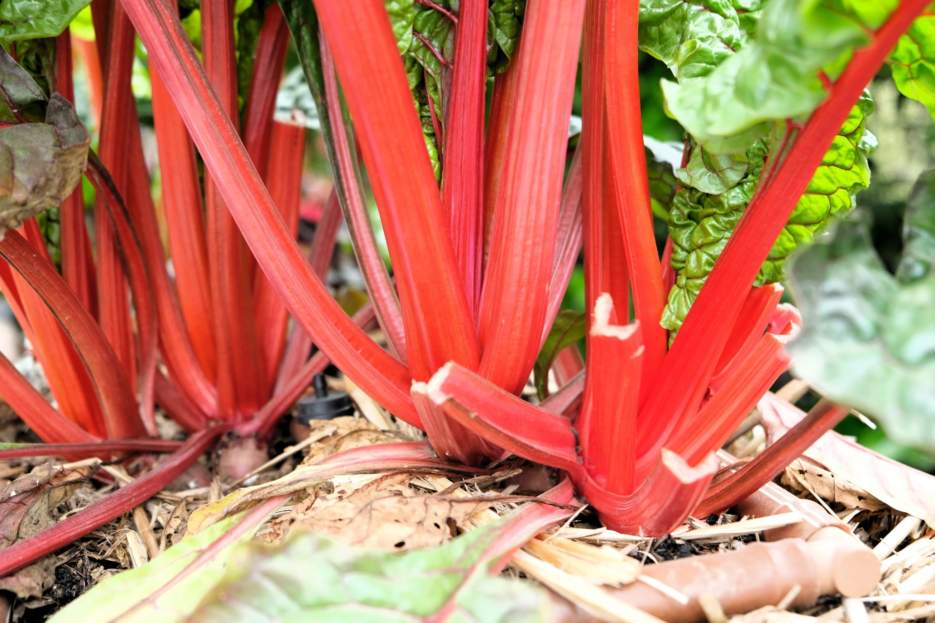 300 RUBY RED SWISS CHARD (Perpetual Spinach) Beta Vulgaris Cicla Vegetable Seeds - Image 5