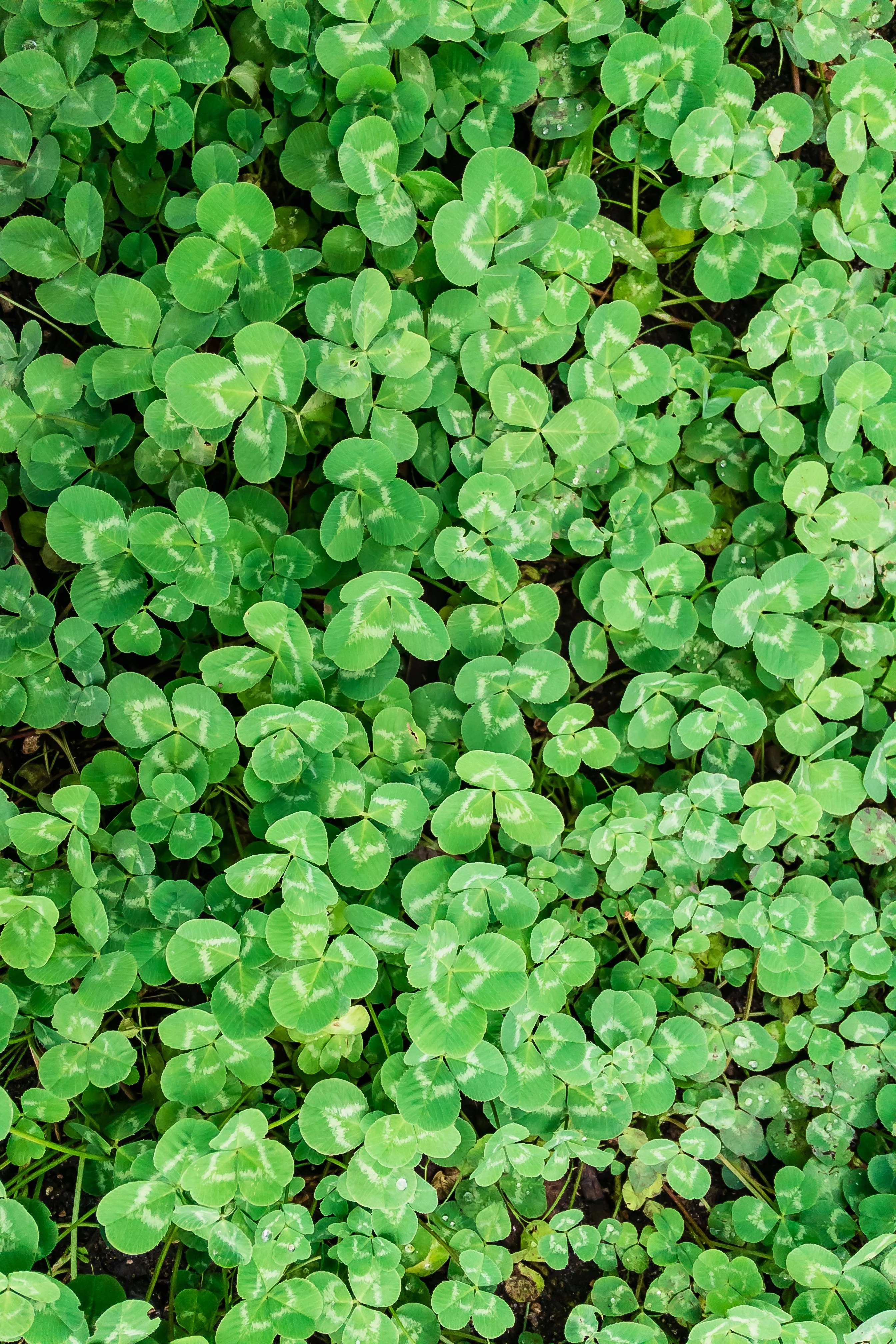 300 STRAWBERRY HEADED CLOVER Palestine Trifolium Fragiferum Pink Flower Seeds - Image 4