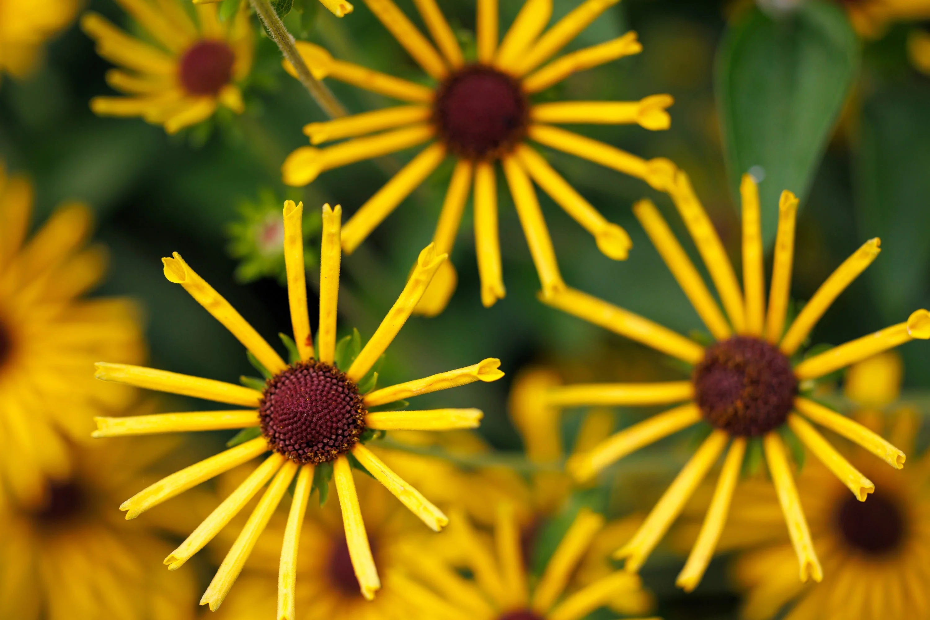 300 SWEET CONEFLOWER Rudbeckia Subtomentosa Yellow Black Eyed Susan Flower Seeds - Image 2