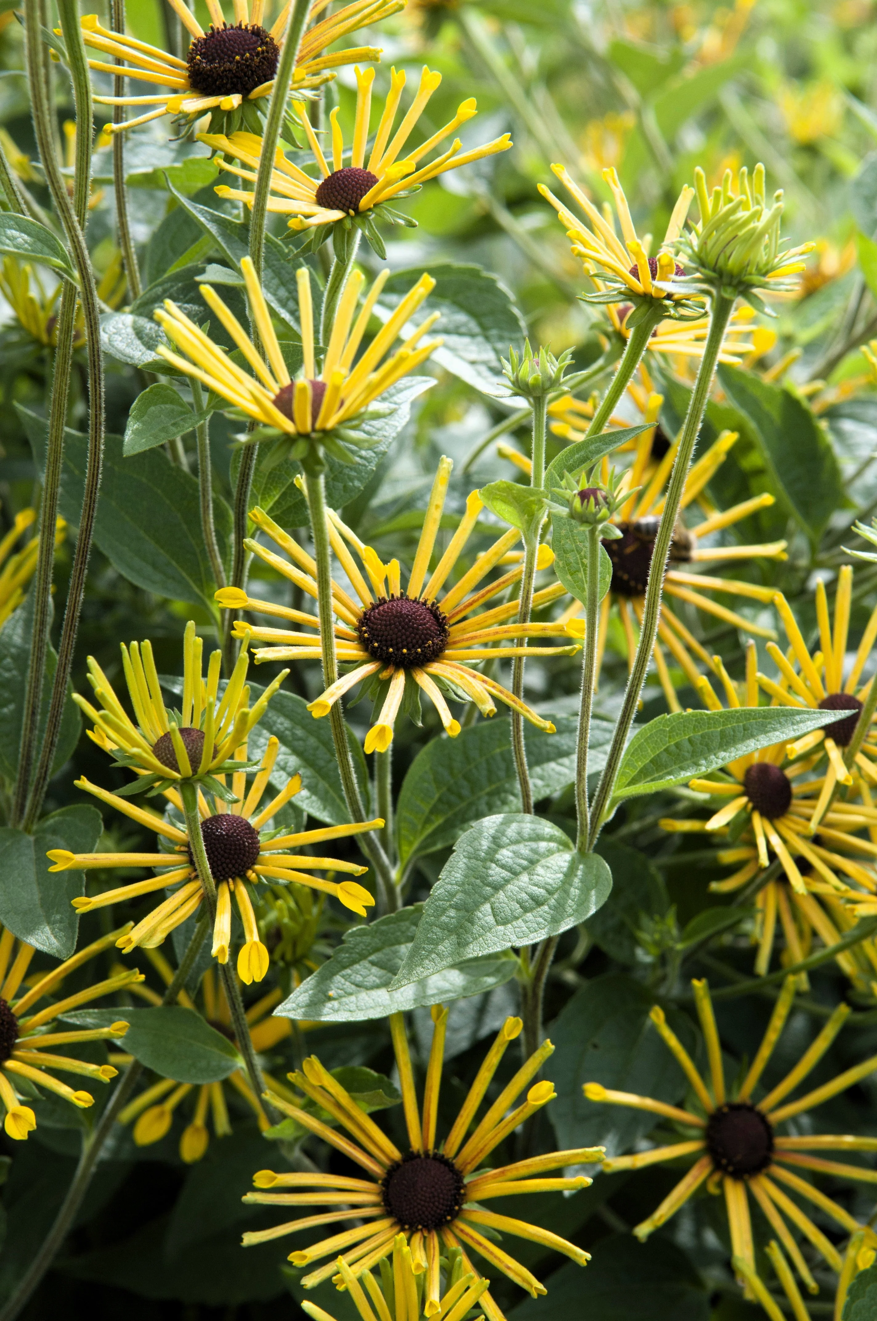 300 SWEET CONEFLOWER Rudbeckia Subtomentosa Yellow Black Eyed Susan Flower Seeds - Image 7