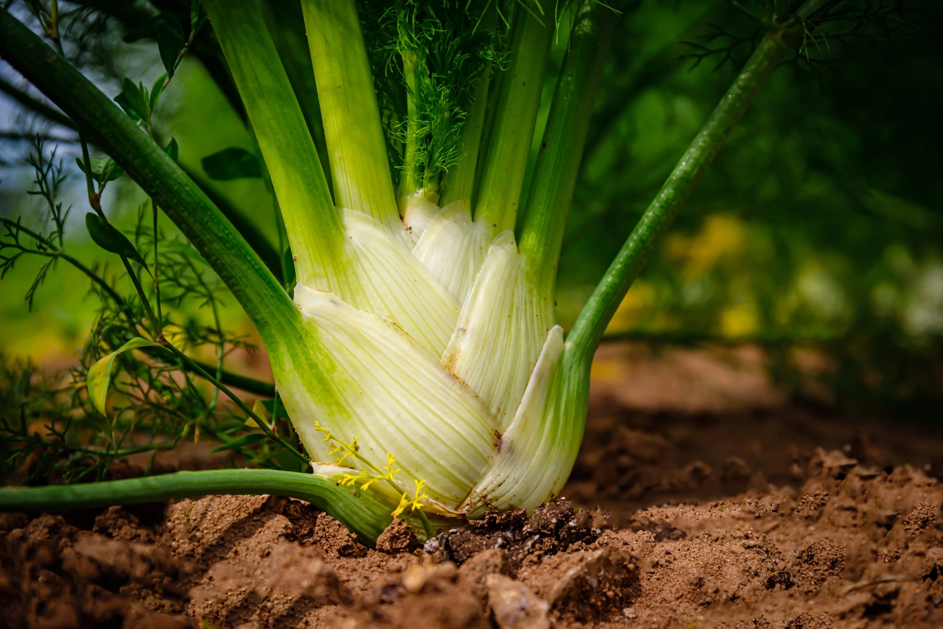 300 SWEET FLORENCE FENNEL Foeniculum Vulgare Azoricum Herb Vegetable Flower Seeds - Image 6