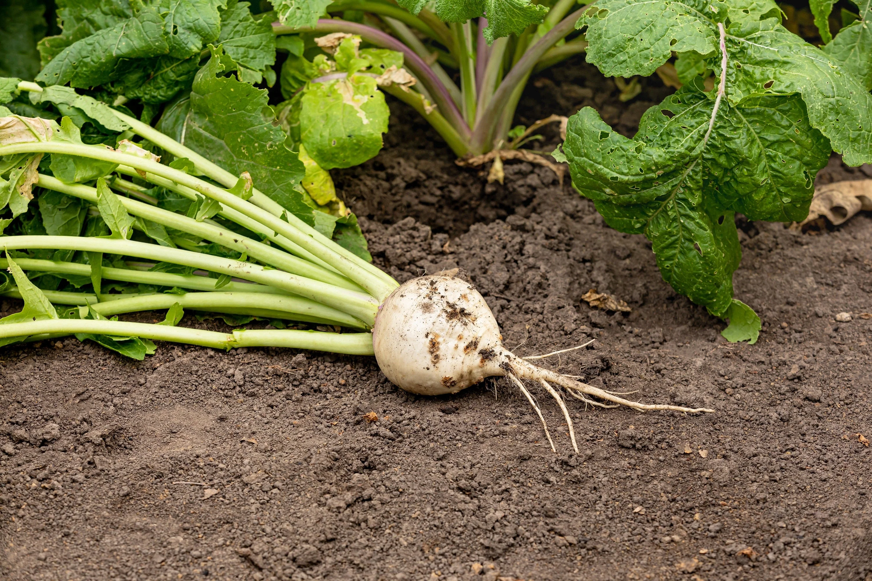 300 WHITE EGG TURNIP Brassica Rapa Vegetable Seeds - Image 5