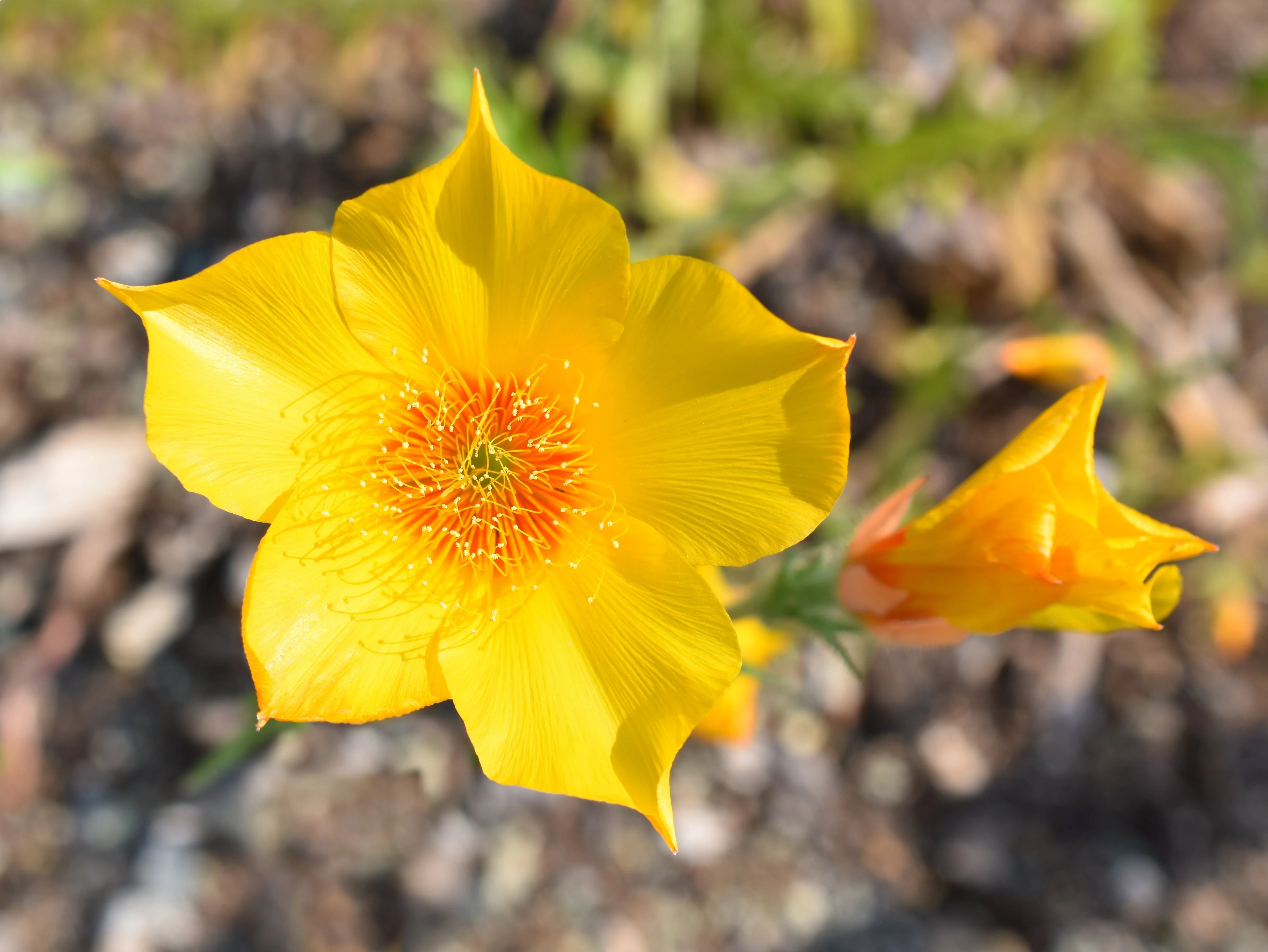 300 YELLOW BLAZING STAR Mentzelia Lindleyi Bartonia Evening Star Native Flower Seeds - Image 2