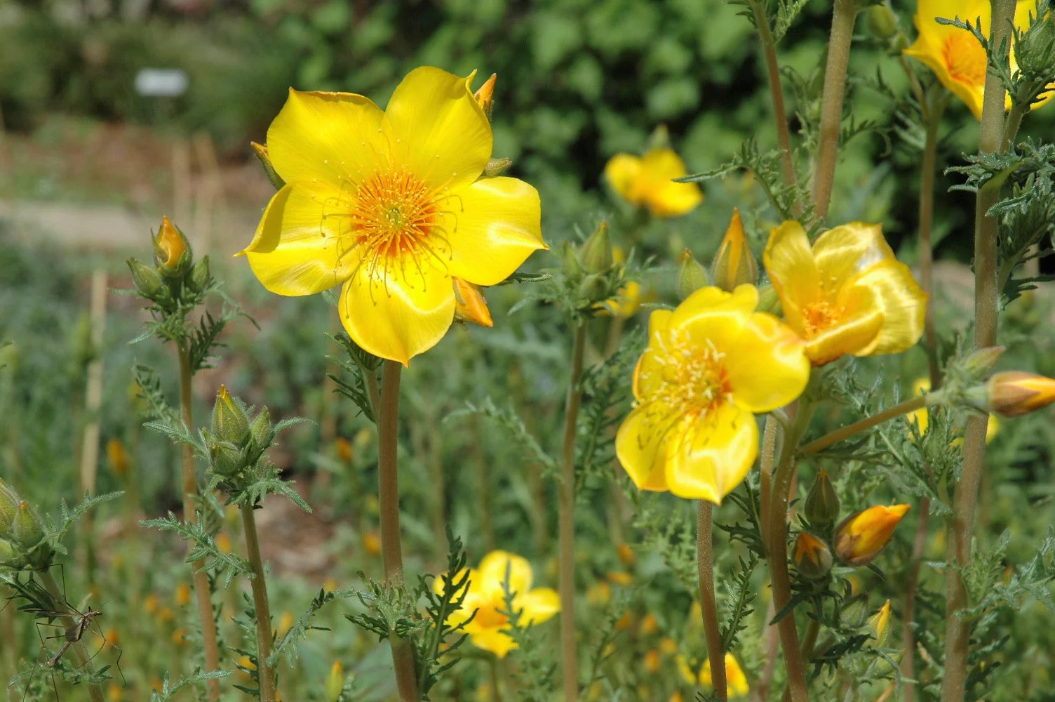 300 YELLOW BLAZING STAR Mentzelia Lindleyi Bartonia Evening Star Native Flower Seeds - Image 7