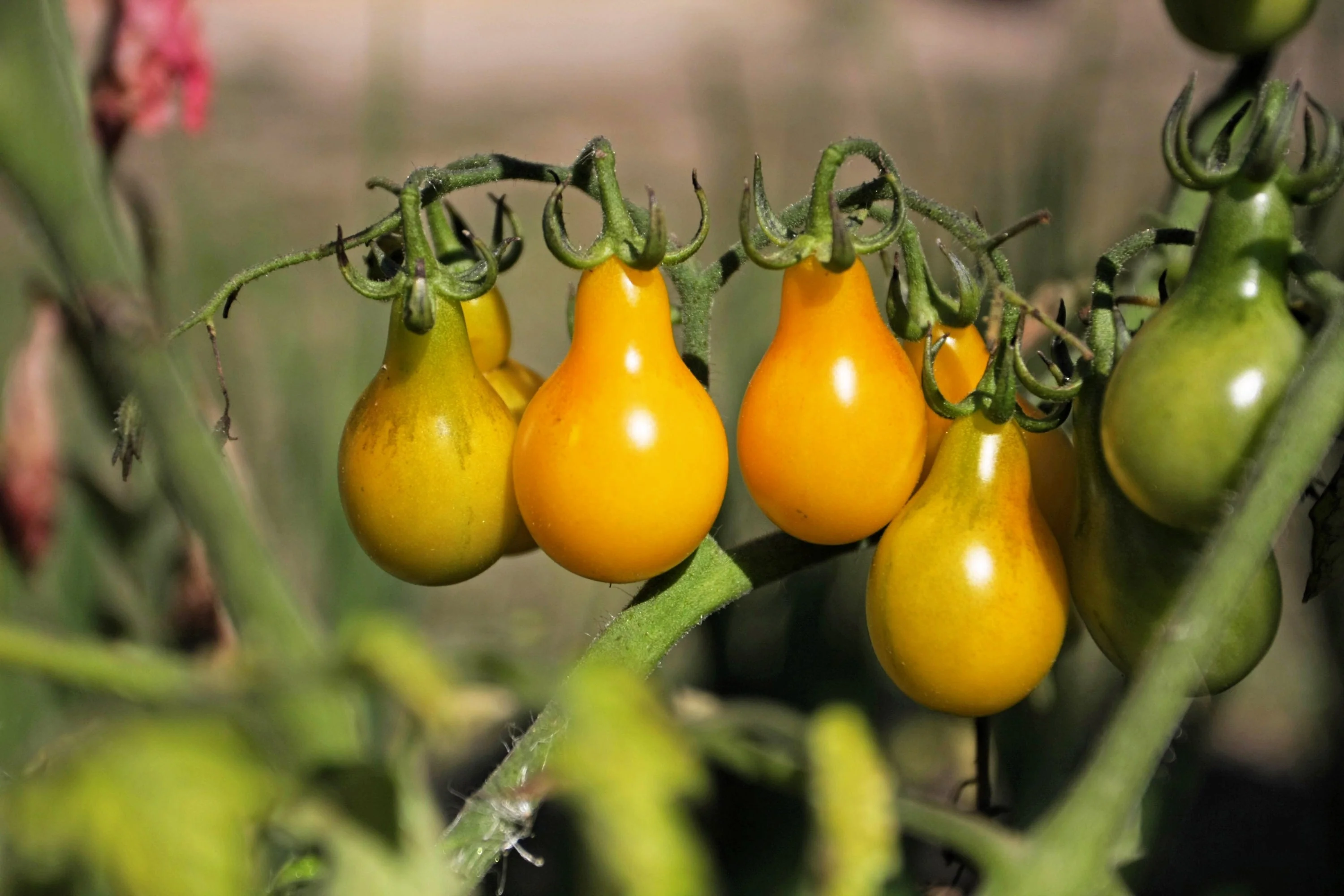 300 YELLOW PEAR TOMATO Lycopersicon Lycopersicum Fruit Vegetable Seeds - Image 3