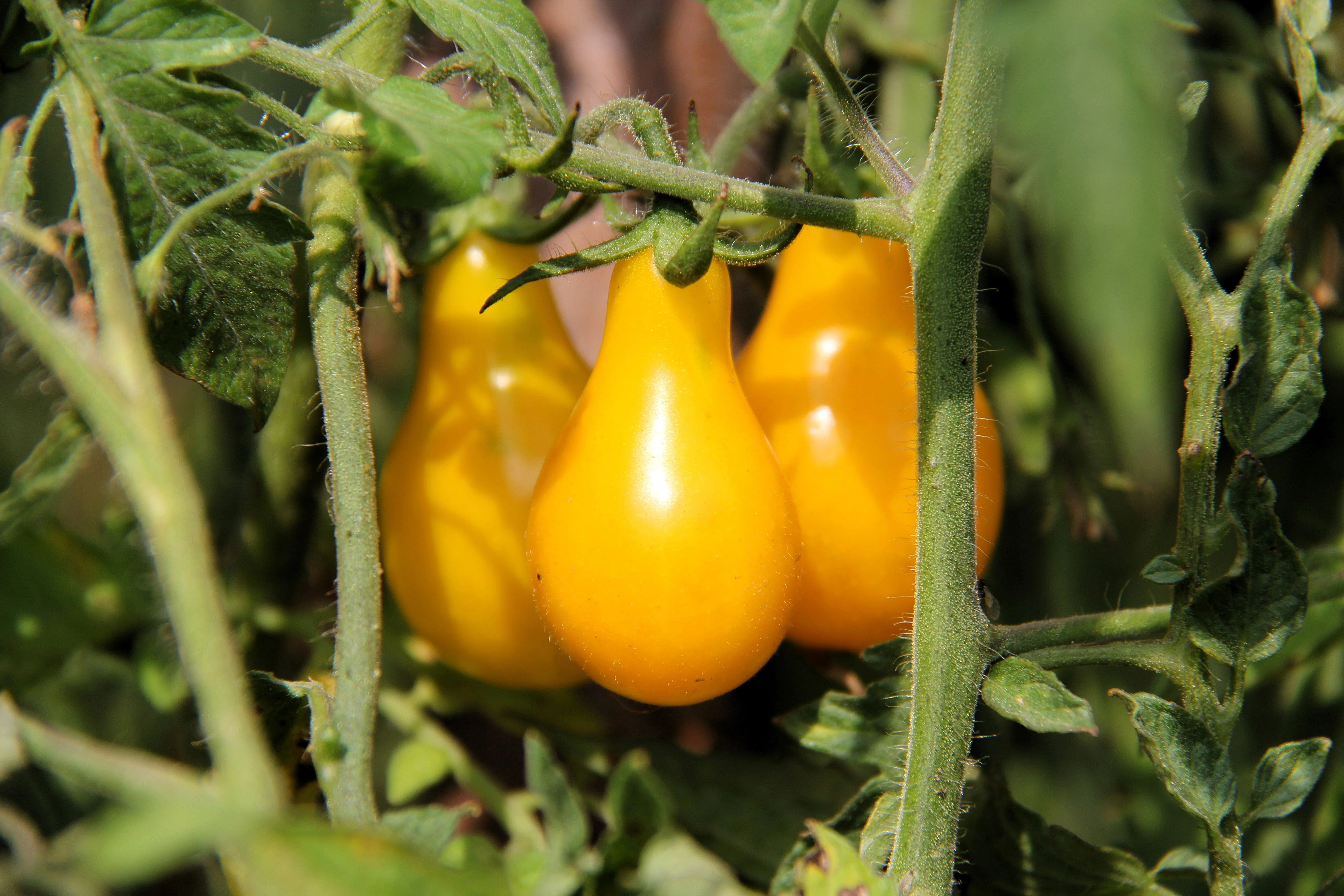 300 YELLOW PEAR TOMATO Lycopersicon Lycopersicum Fruit Vegetable Seeds - Image 4