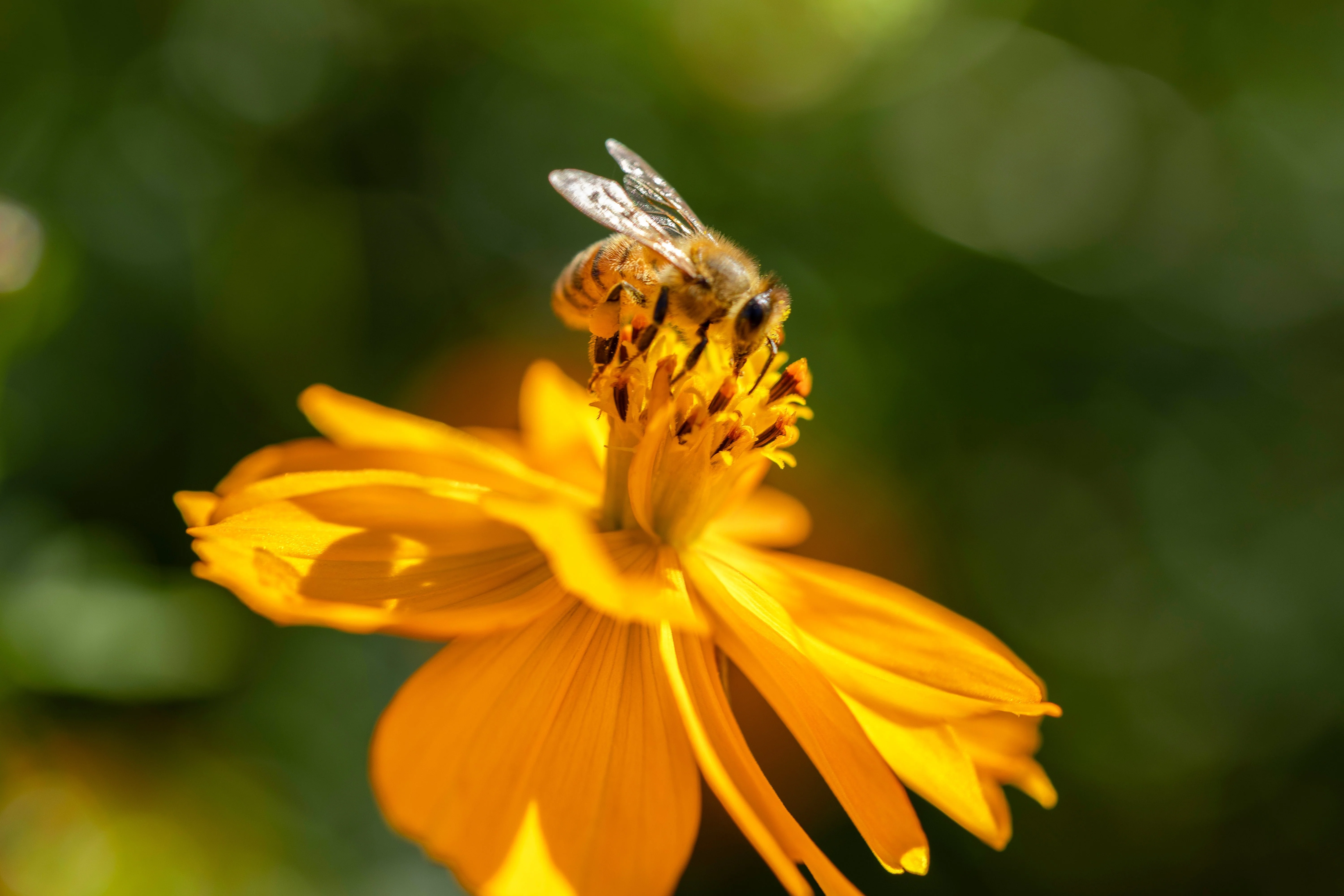 300 YELLOW SULPHUR COSMOS Bipinnatus Flower Seeds - Image 5