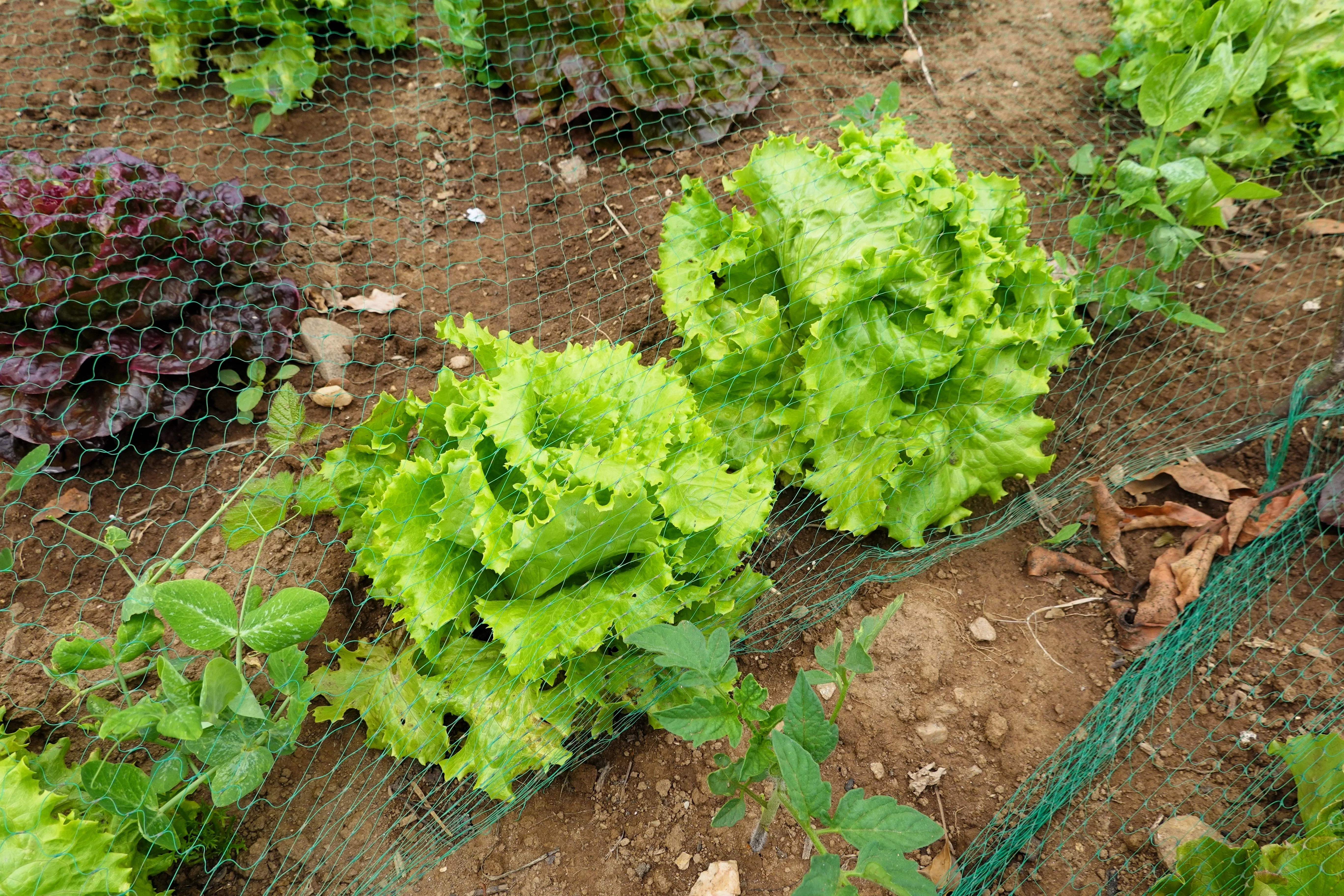 3000 Black Seeded Simpson LEAF LETTUCE Lactuca Sativa Vegetable Seeds - Image 4