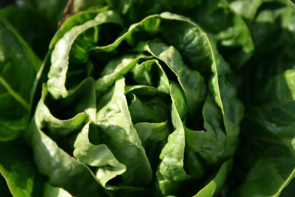 3000 BUTTERCRUNCH LEAF LETTUCE Lactuca Sativa Vegetable Seeds - Image 4