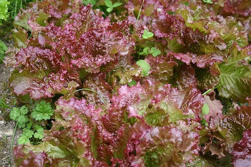 3000 CIMMARON Red ROMAINE LETTUCE Lactuca Sativa Vegetable Seeds - Image 4