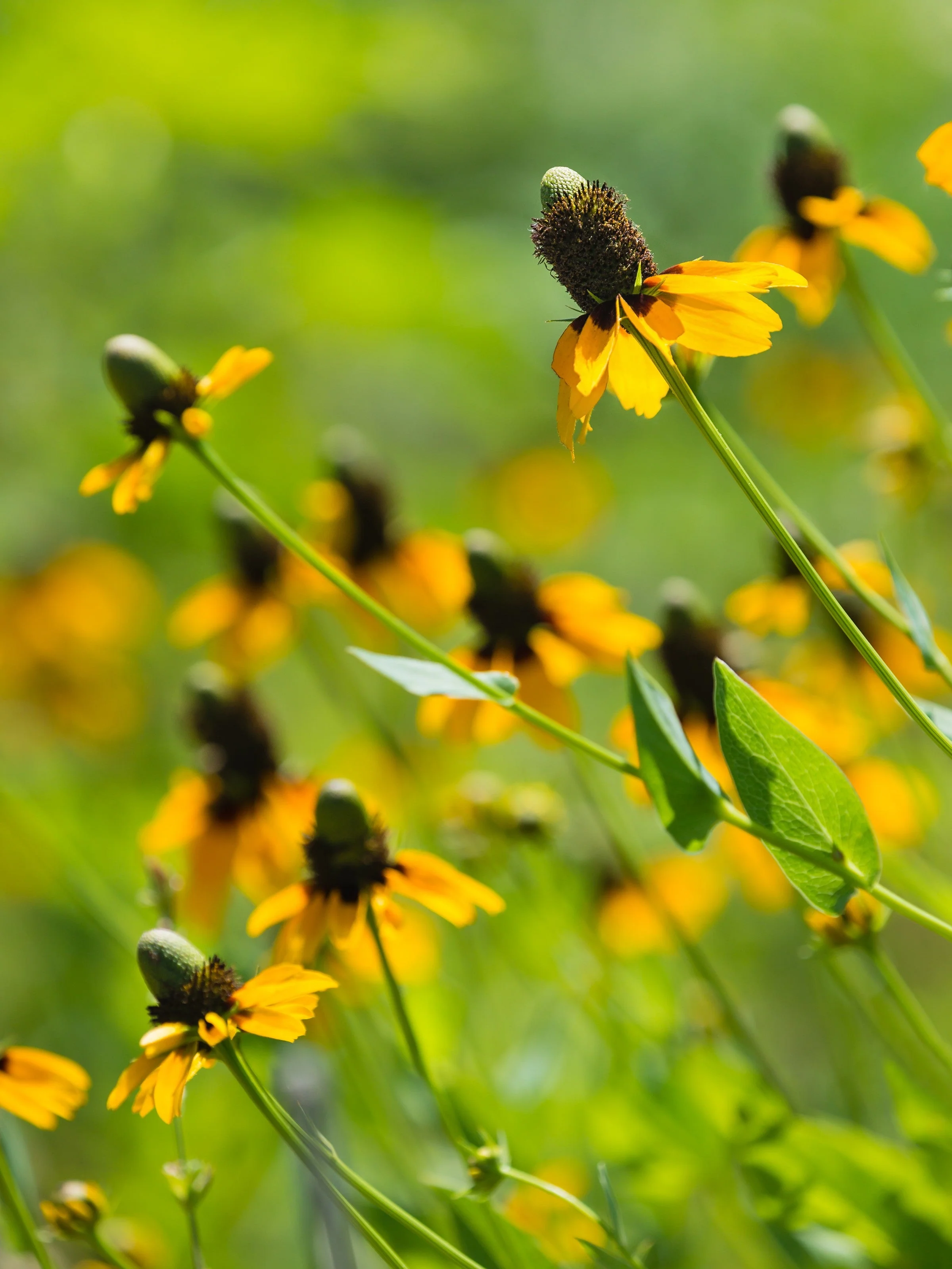3000 CLASPING CONEFLOWER Rudbeckia Amplexicaulis Yellow Flower Seeds - Image 6
