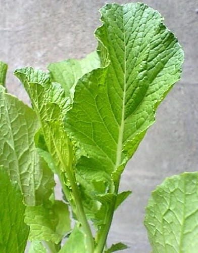3000 FLORIDA BROADLEAF MUSTARD Brassica Juncea Herb Vegetable Seeds - Image 3
