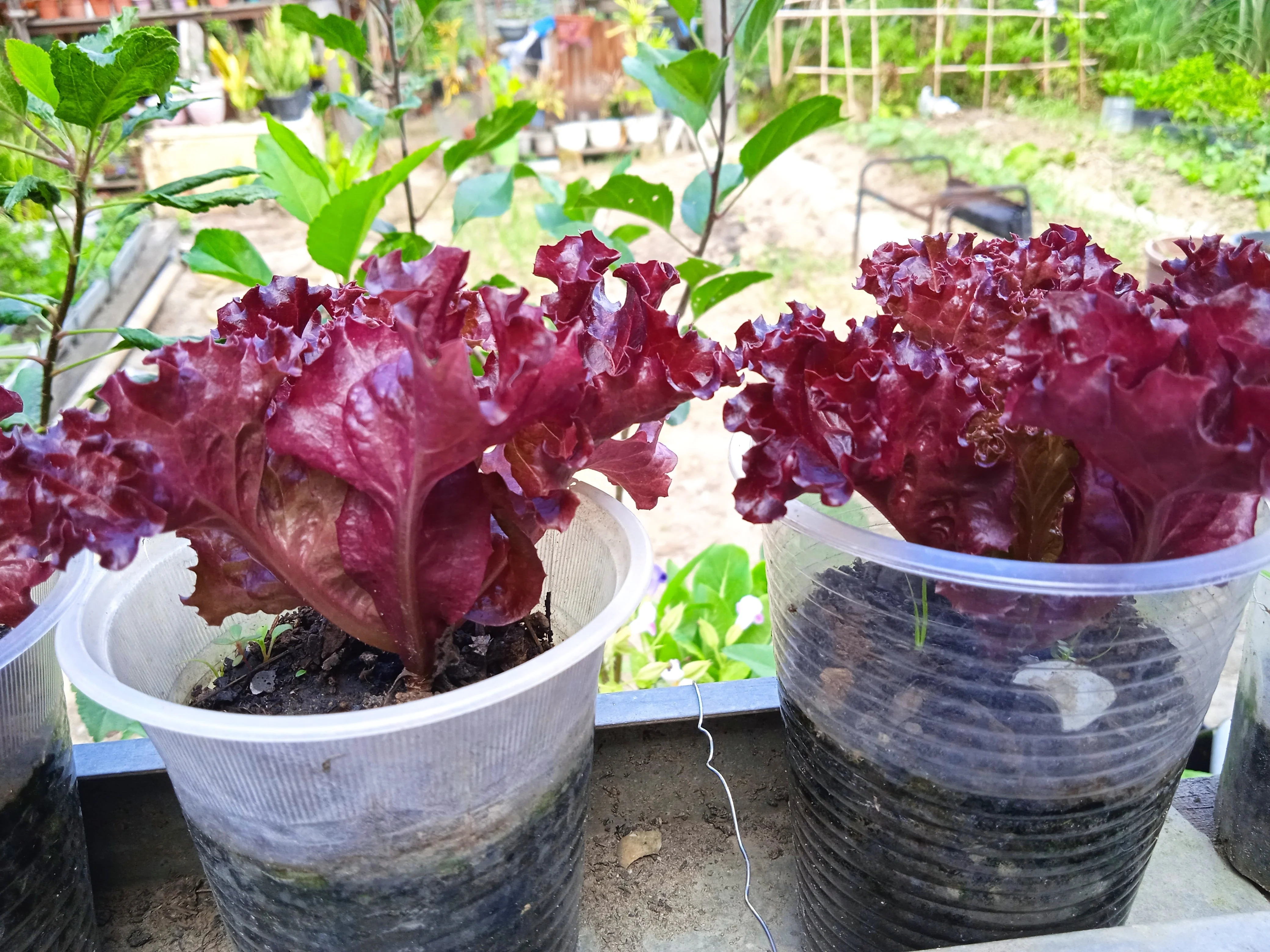 3000 Leaf Lettuce RED SALAD BOWL Lactuca Sativa Vegetable Seeds - Image 3