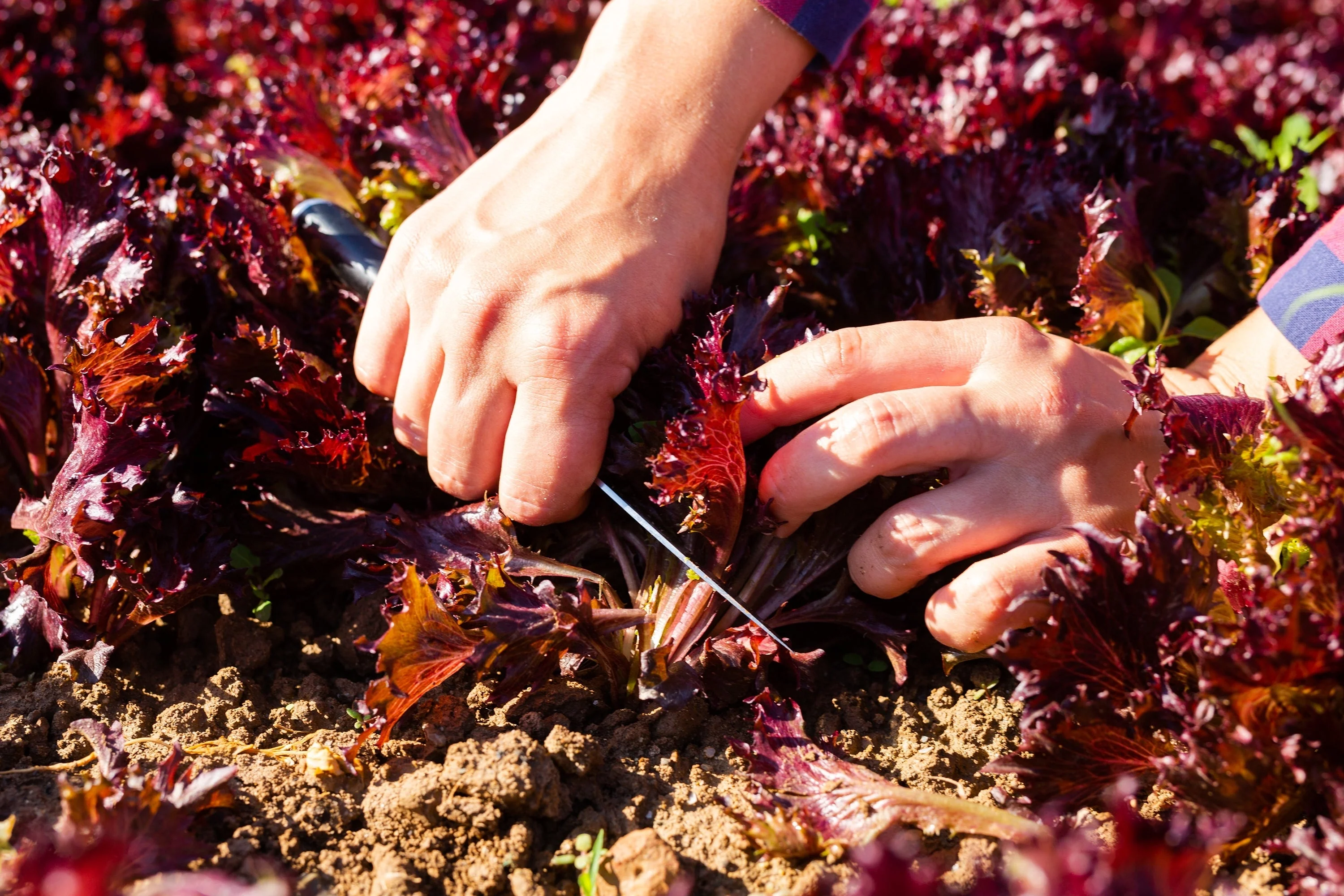 3000 Leaf Lettuce RED SALAD BOWL Lactuca Sativa Vegetable Seeds - Image 4