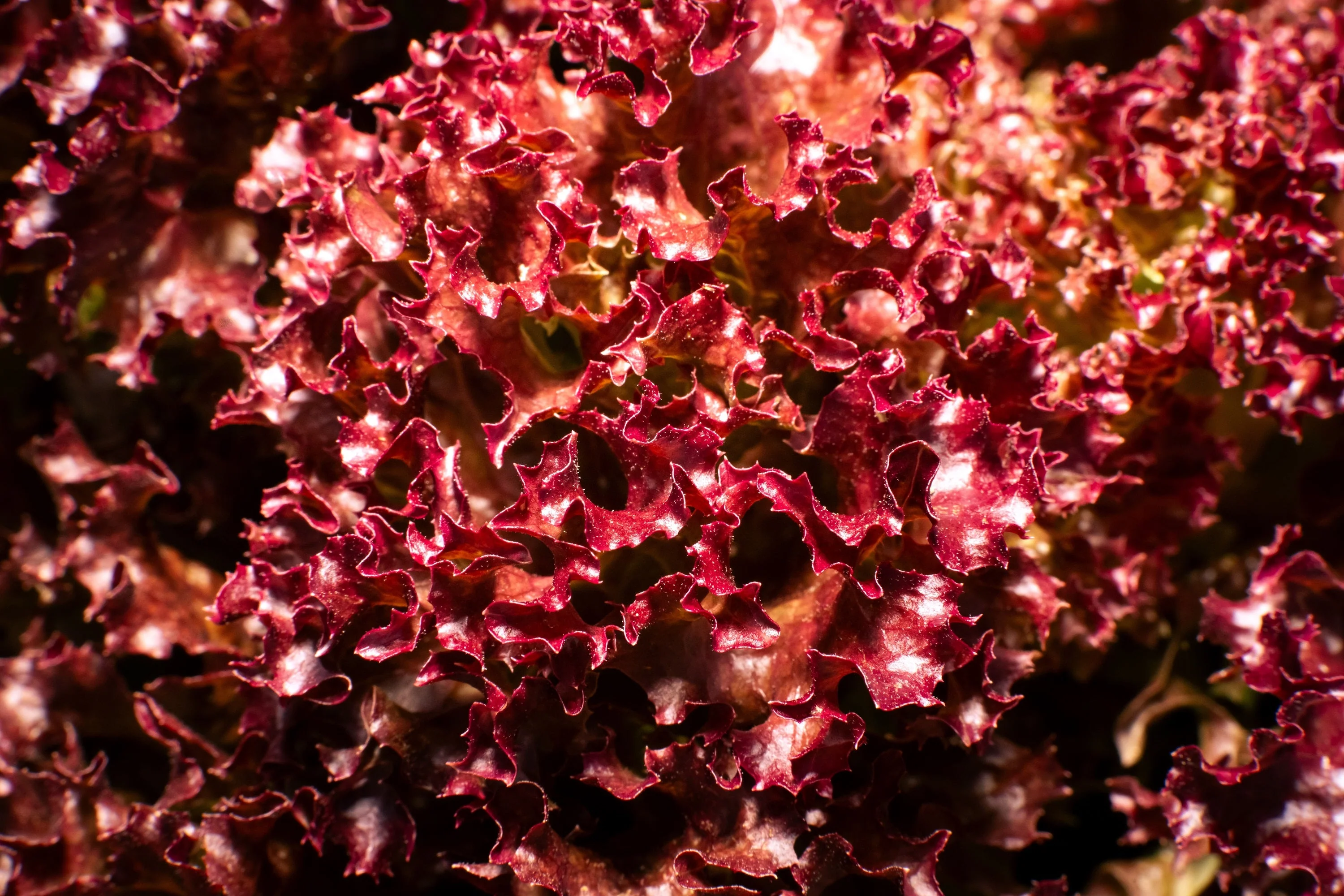 3000 Leaf Lettuce RED SALAD BOWL Lactuca Sativa Vegetable Seeds - Image 6