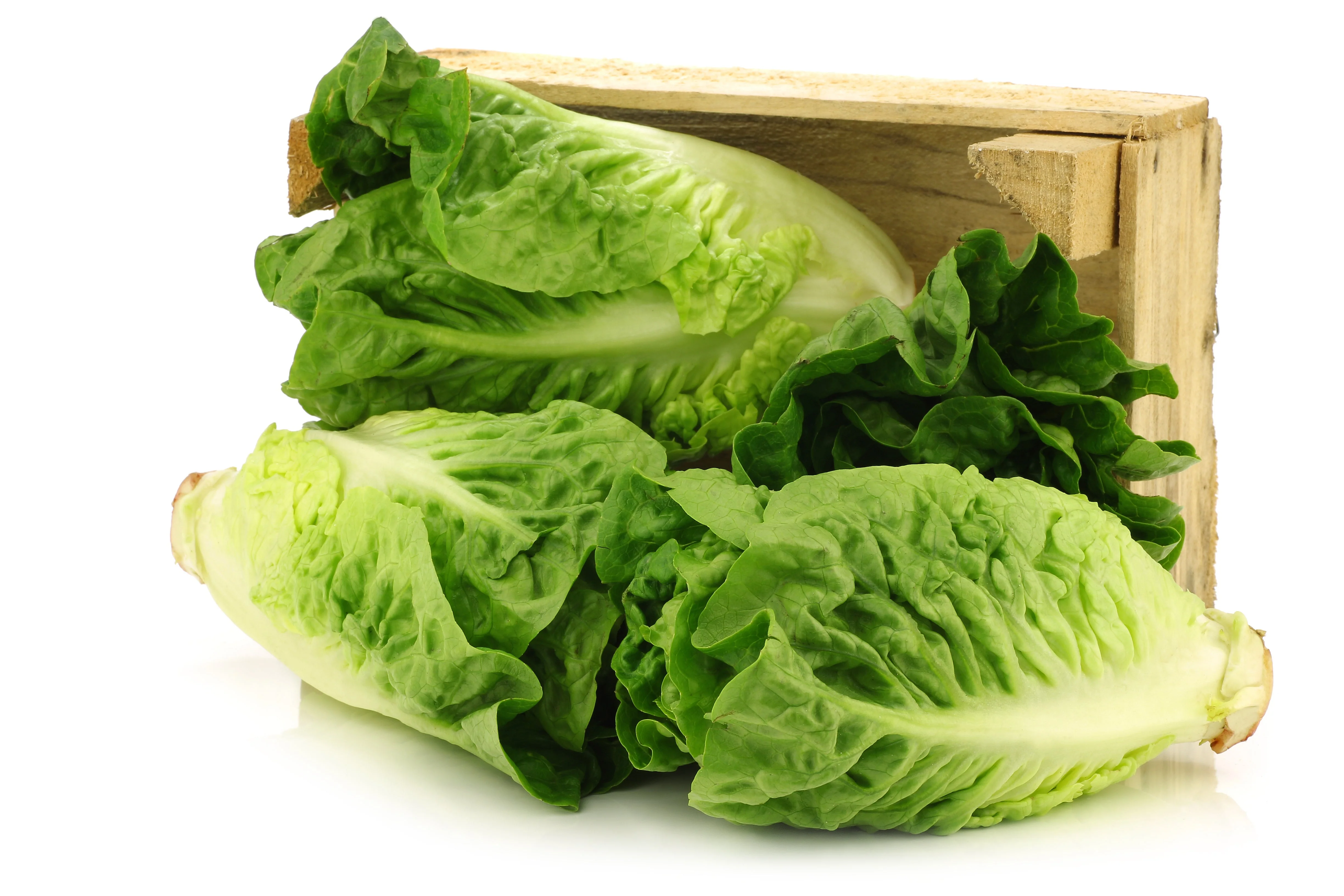 3000 LITTLE GEM LETTUCE Small Romaine Butterhead Lactuca Sativa Vegetable Seeds - Image 4
