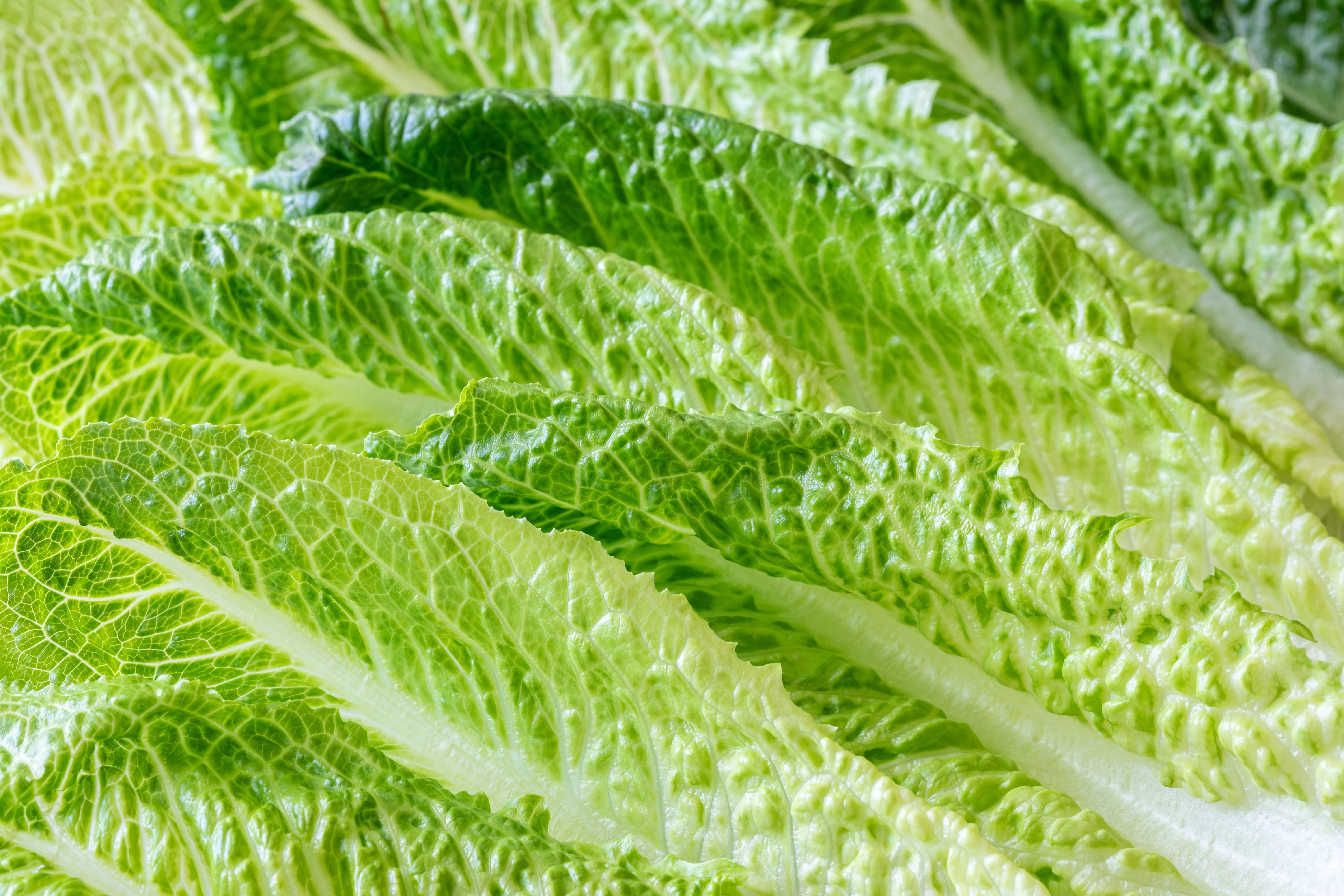 3000 PARRIS ISLAND Romaine LETTUCE Lactuca Sativa Vegetable Seeds - Image 12