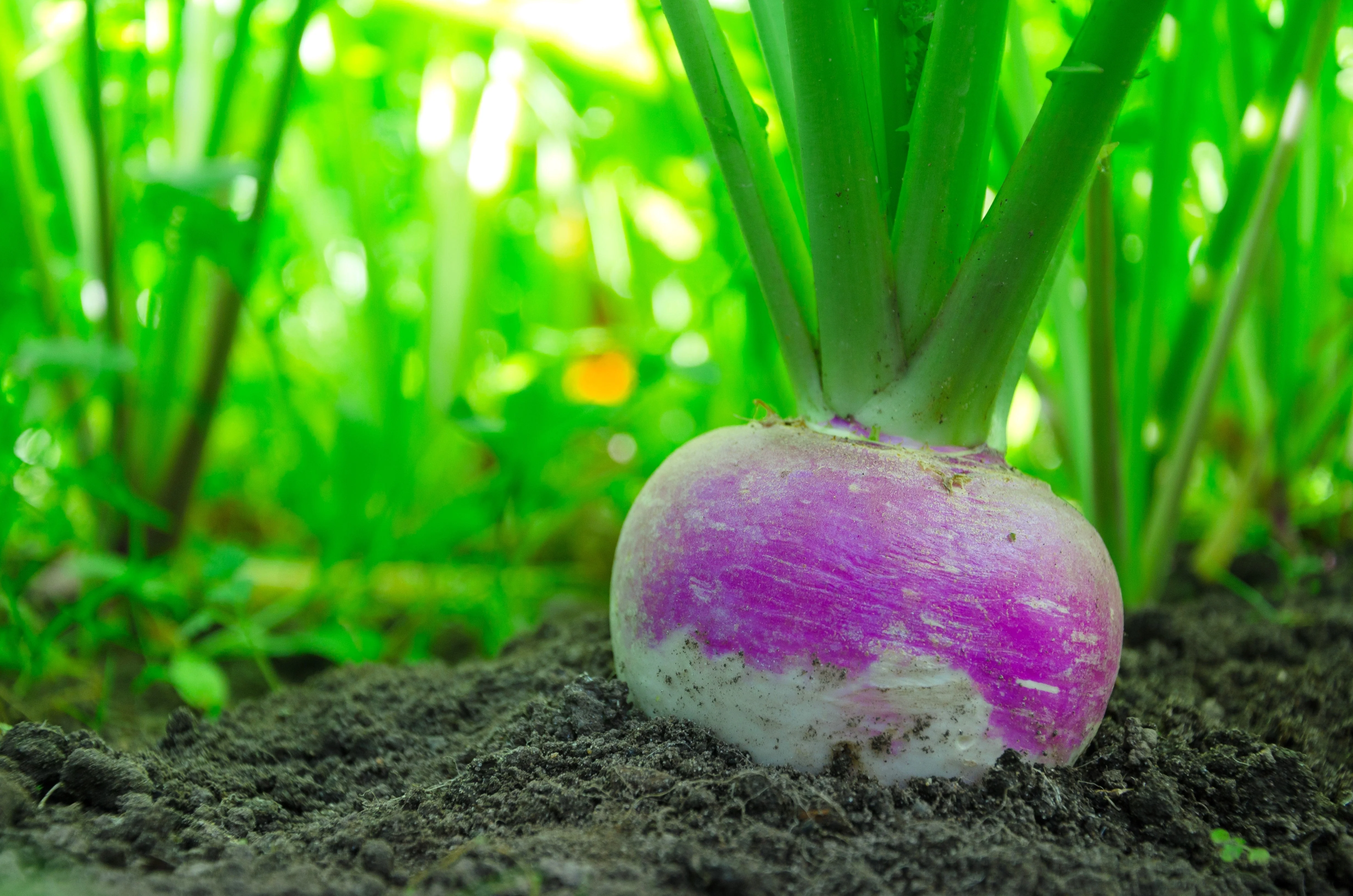 3000 PURPLE Top WHITE Globe TURNIP Brassica Rapa Vegetable Seeds - Image 3