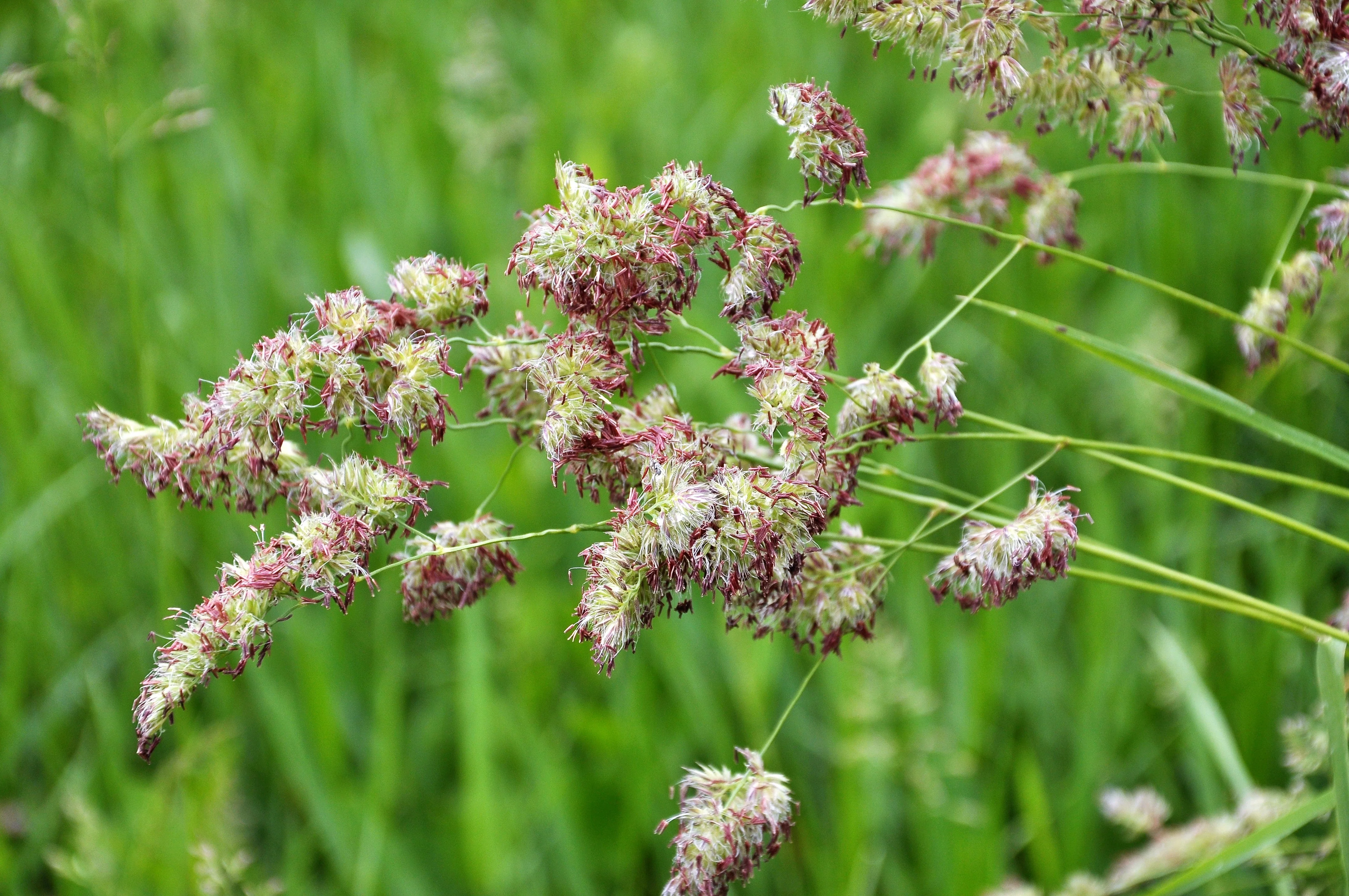 3000 QUICKDRAW ORCHARDGRASS Cat Grass Petgrass Cocksfoot Cool-Season Sun or Shade Dactylis GlomerataPerennial Bunchgrass Quick Draw Grass Seeds - Image 7