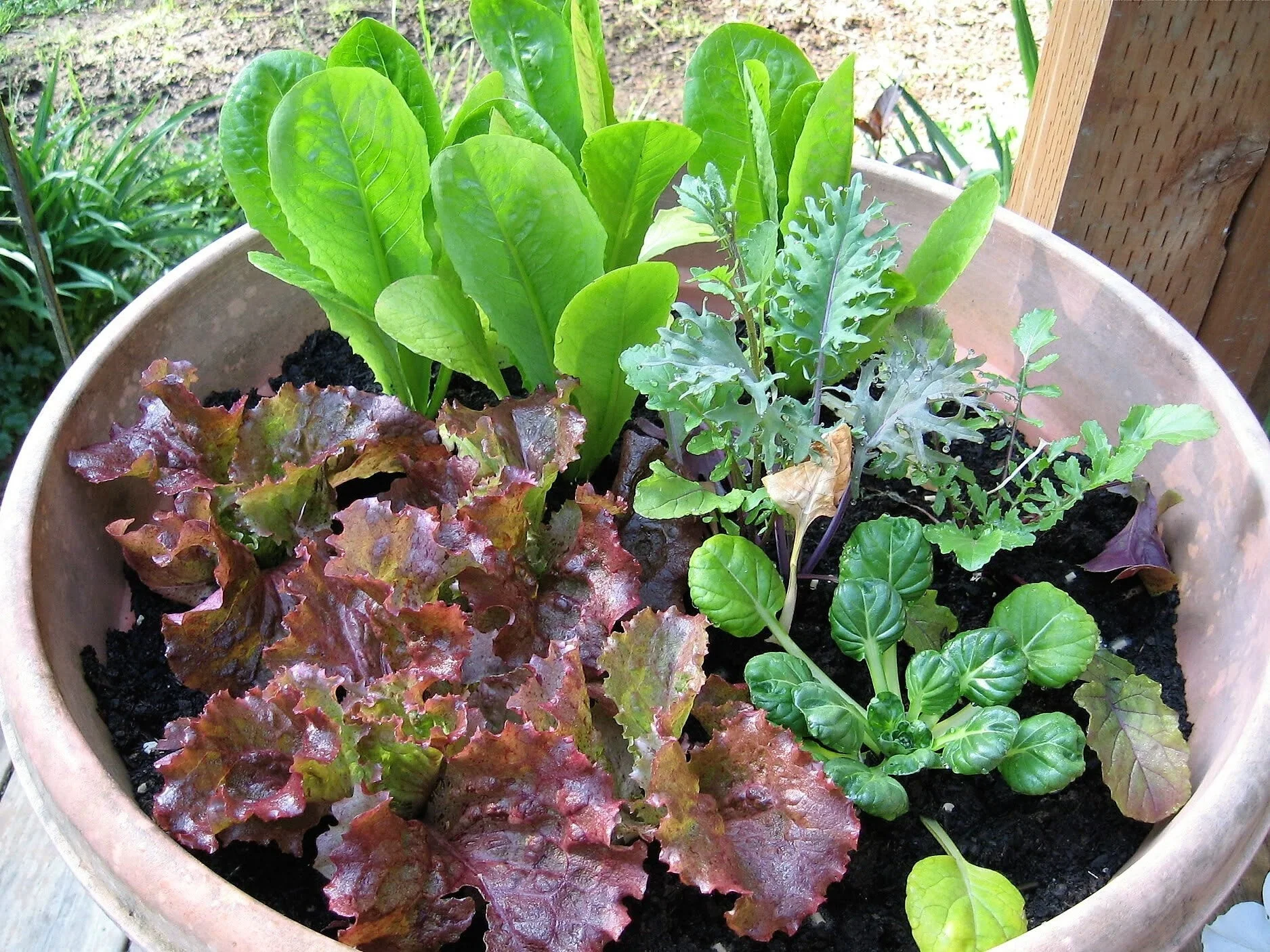 3000 RUBY LEAF LETTUCE Red Loose Leaf Heirloom Lactuca Sativa Vegetable Seeds - Image 5