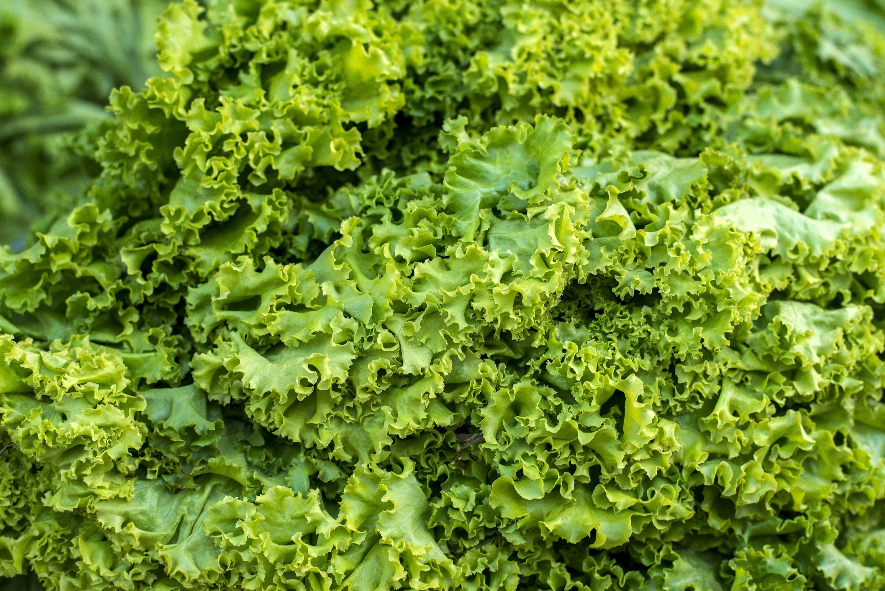 3000 Southern GIANT CURLED MUSTARD Ostrich Plume Brassica Juncea Vegetable Herb Seeds - Image 2