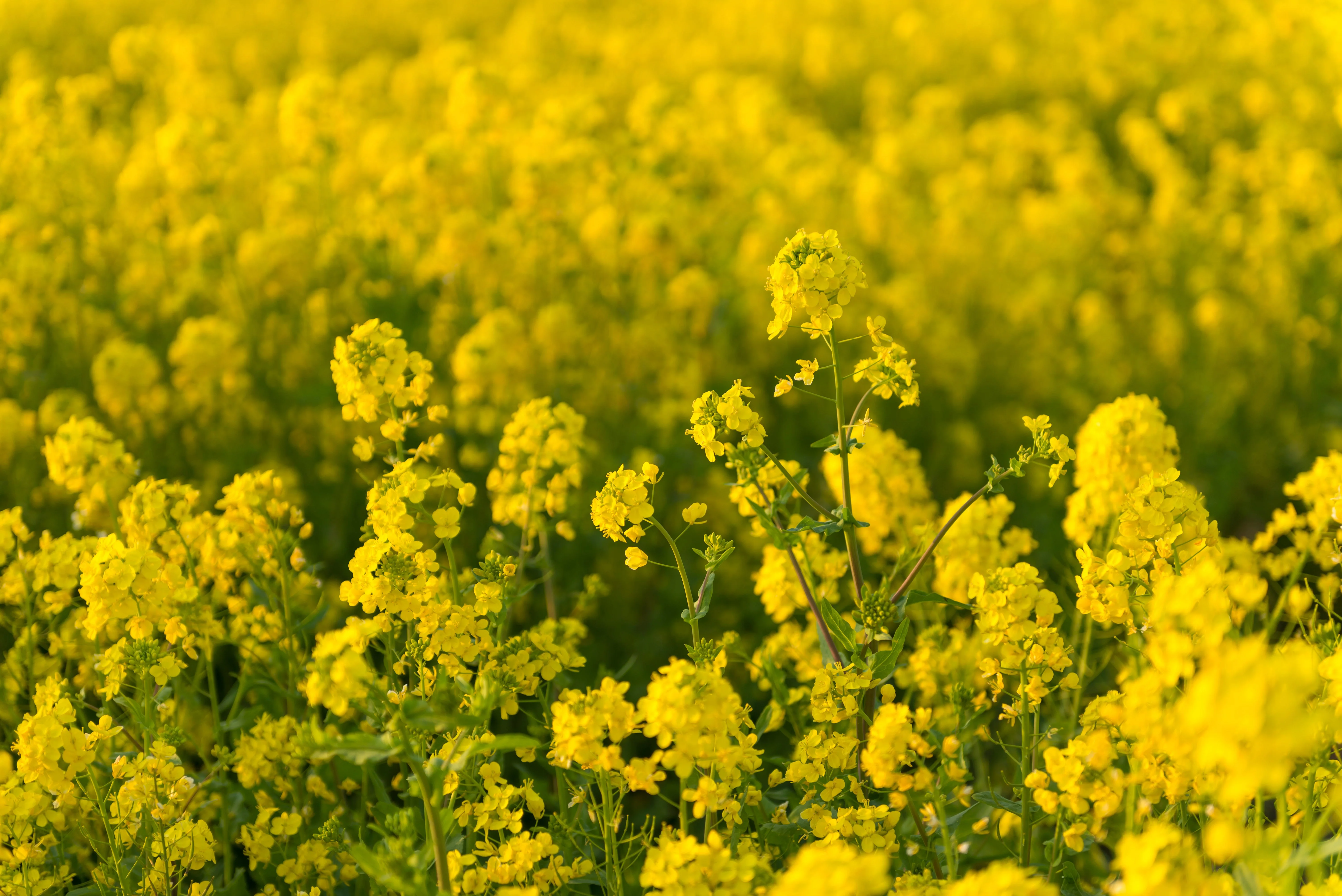 3000 Southern GIANT CURLED MUSTARD Ostrich Plume Brassica Juncea Vegetable Herb Seeds - Image 3