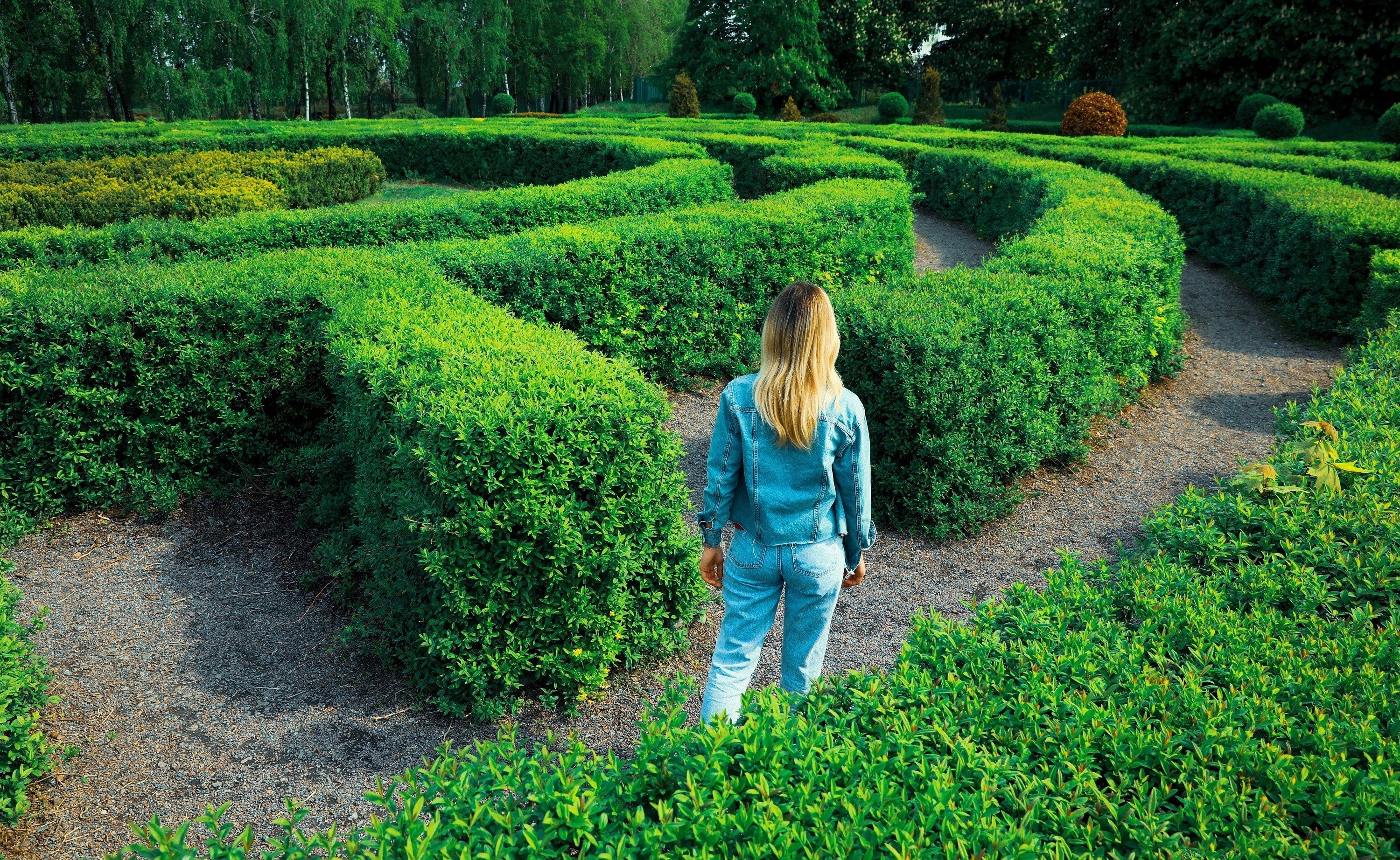 35 EUROPEAN PRIVET HEDGE Common Wild Ligustrum Vulgare Flower Shrub Seeds - Image 4