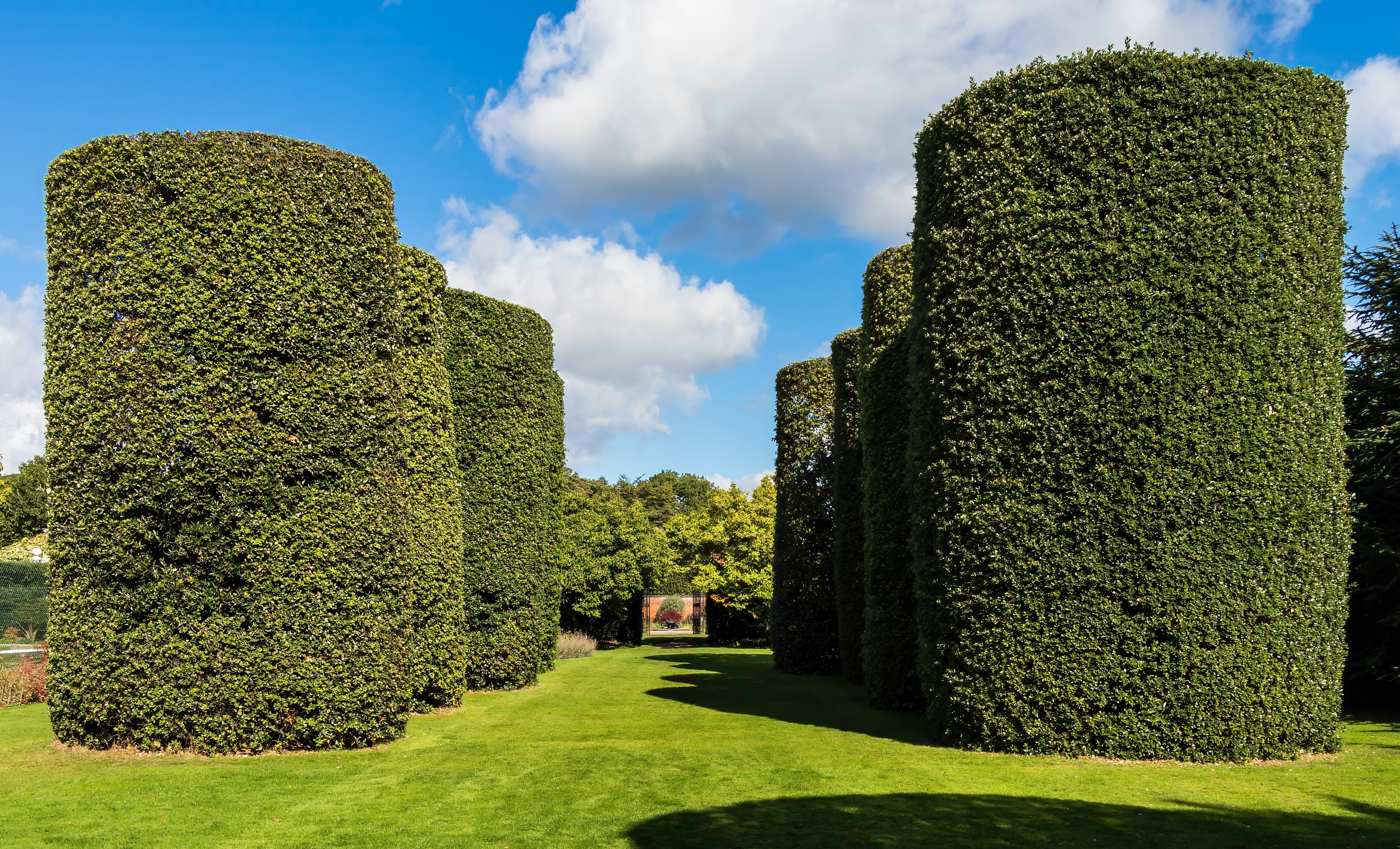35 EUROPEAN PRIVET HEDGE Common Wild Ligustrum Vulgare Flower Shrub Seeds - Image 5