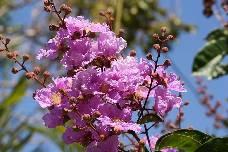 35 LILAC Light Purple CREPE MYRTLE Lagerstroemia Indica Flowering Shrub Bush Small Tree Seeds - Image 3