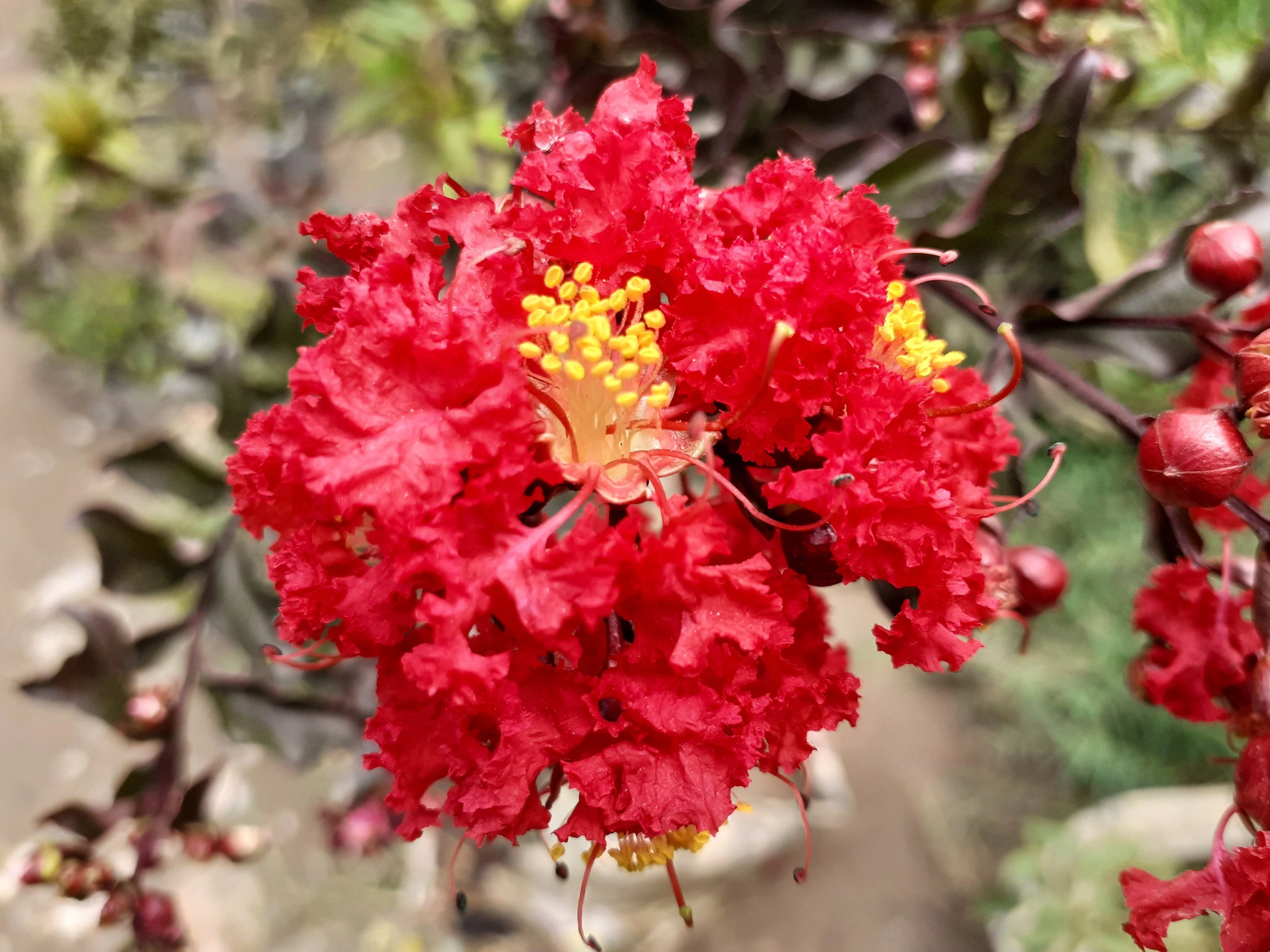 35 RED CREPE MYRTLE Lagerstroemia Indica Flowering Shrub Bush Small Tree Seeds - Image 8