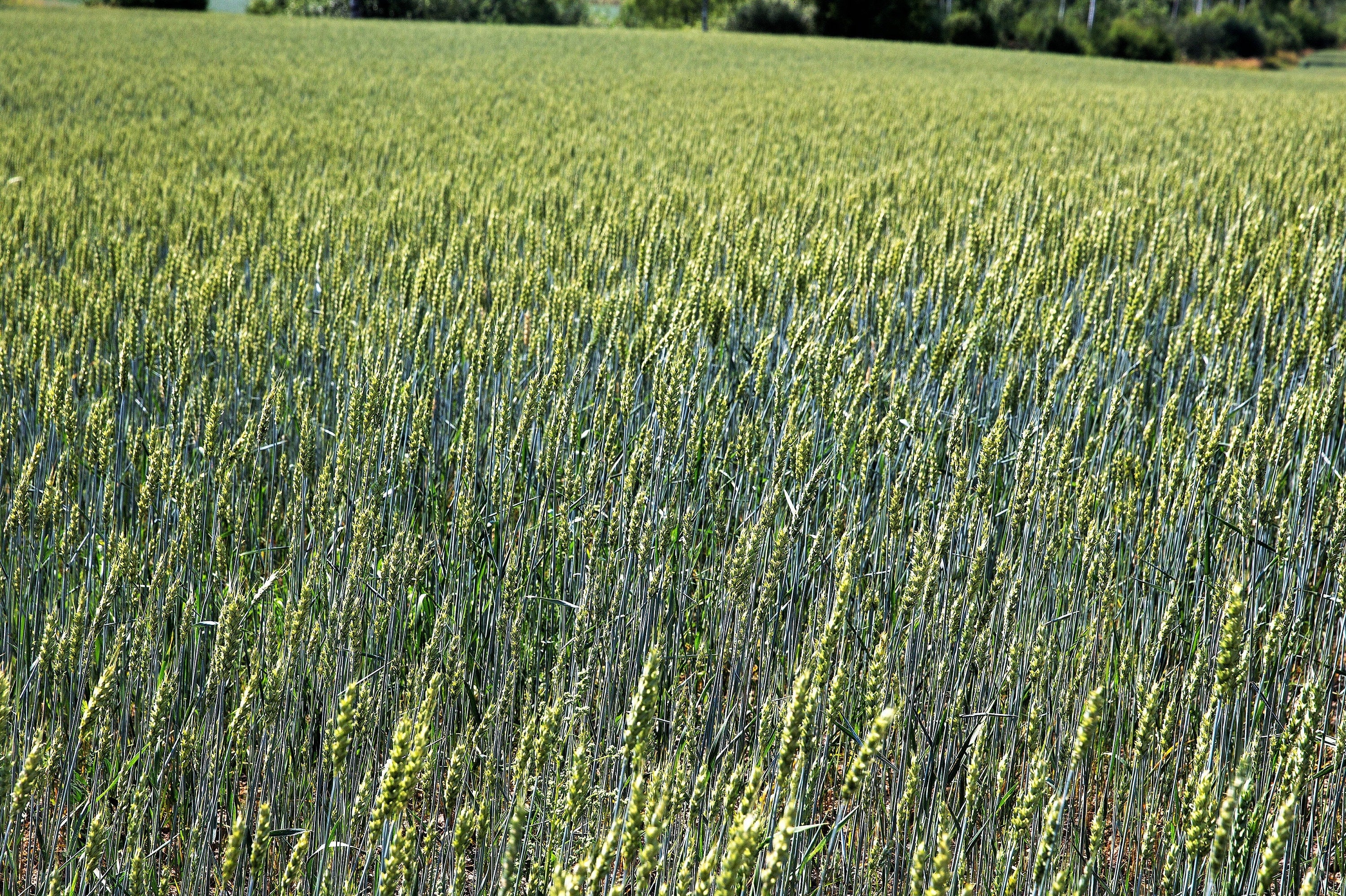 350 AROOSTOOK RYE Secale Cereale Cereal Grain Hardy Winter Cover Crop Seeds - Image 2