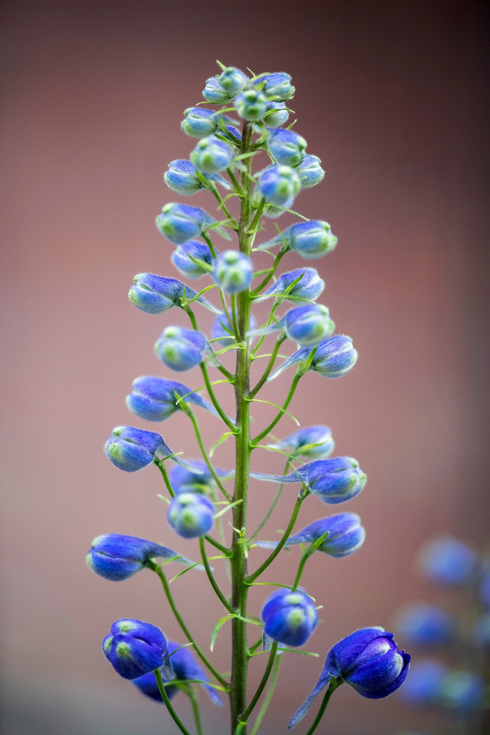 350 Blue with Pink ROCKET LARKSPUR DELPHINIUM Consolida Ajacis Seeds - Image 3