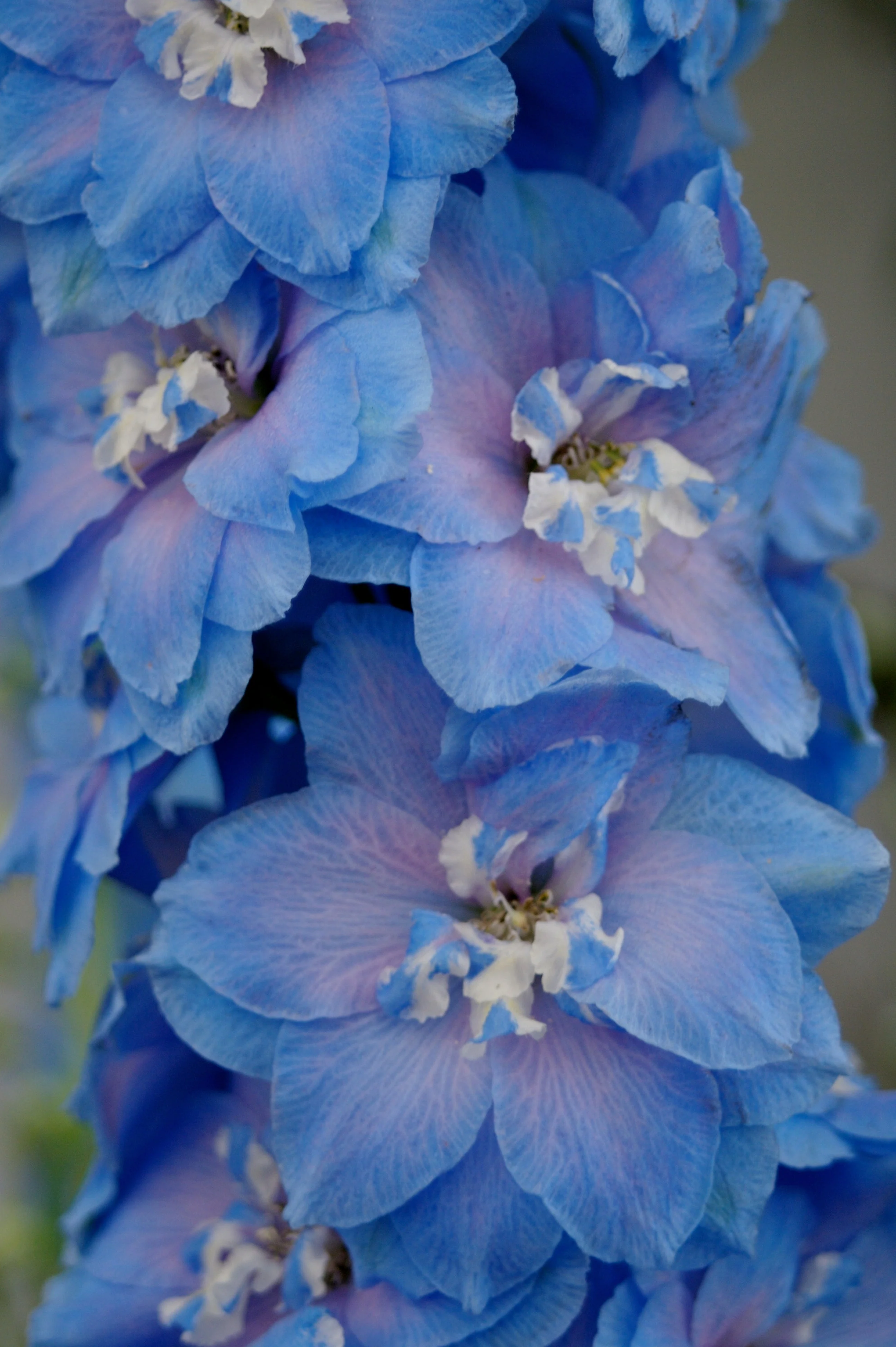 350 Blue with Pink ROCKET LARKSPUR DELPHINIUM Consolida Ajacis Seeds - Image 5