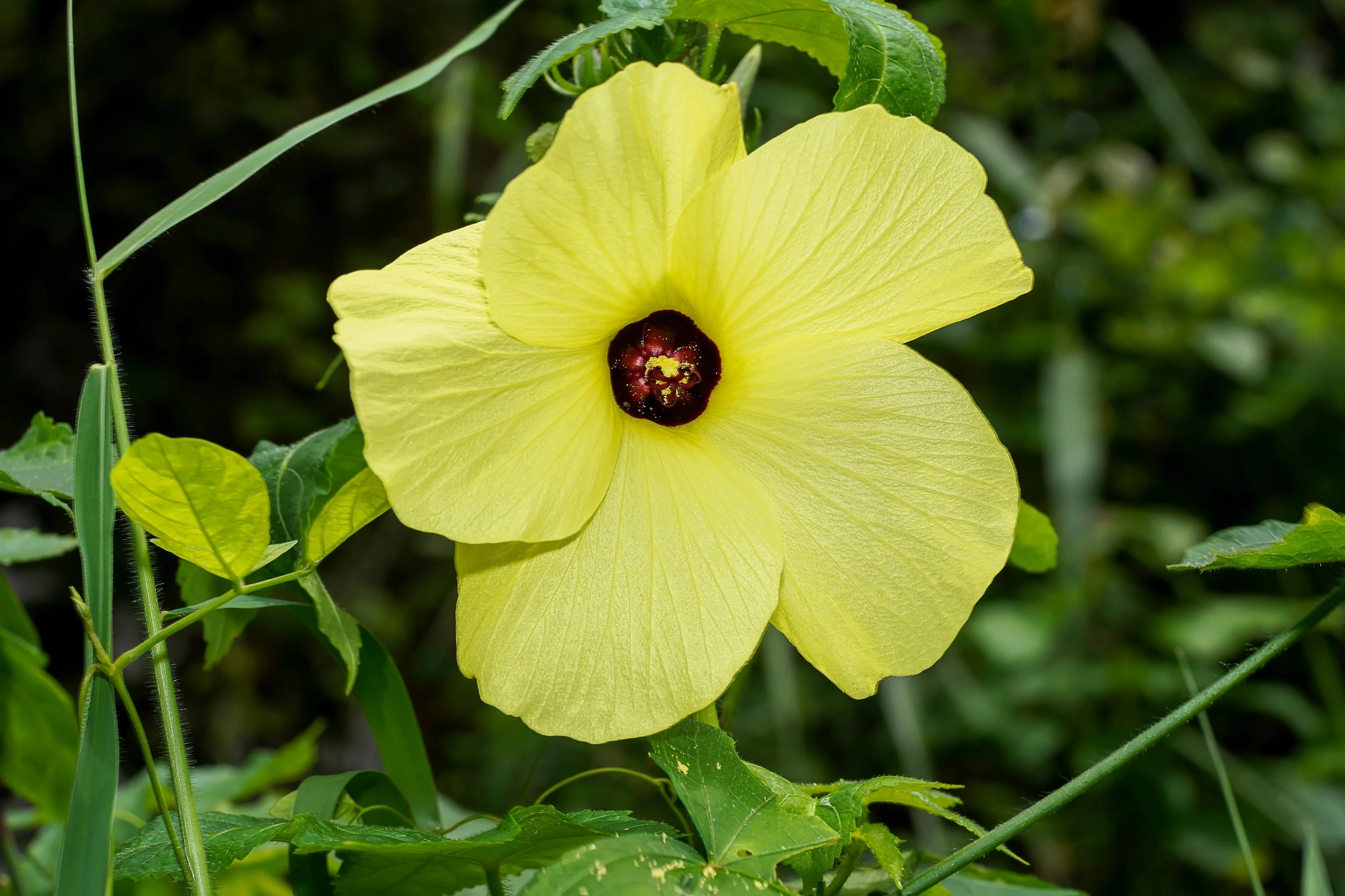 40 AMBRETTE / MUSK MALLOW Hibiscus Abelmoschus Moschatus Flower Seeds - Image 4
