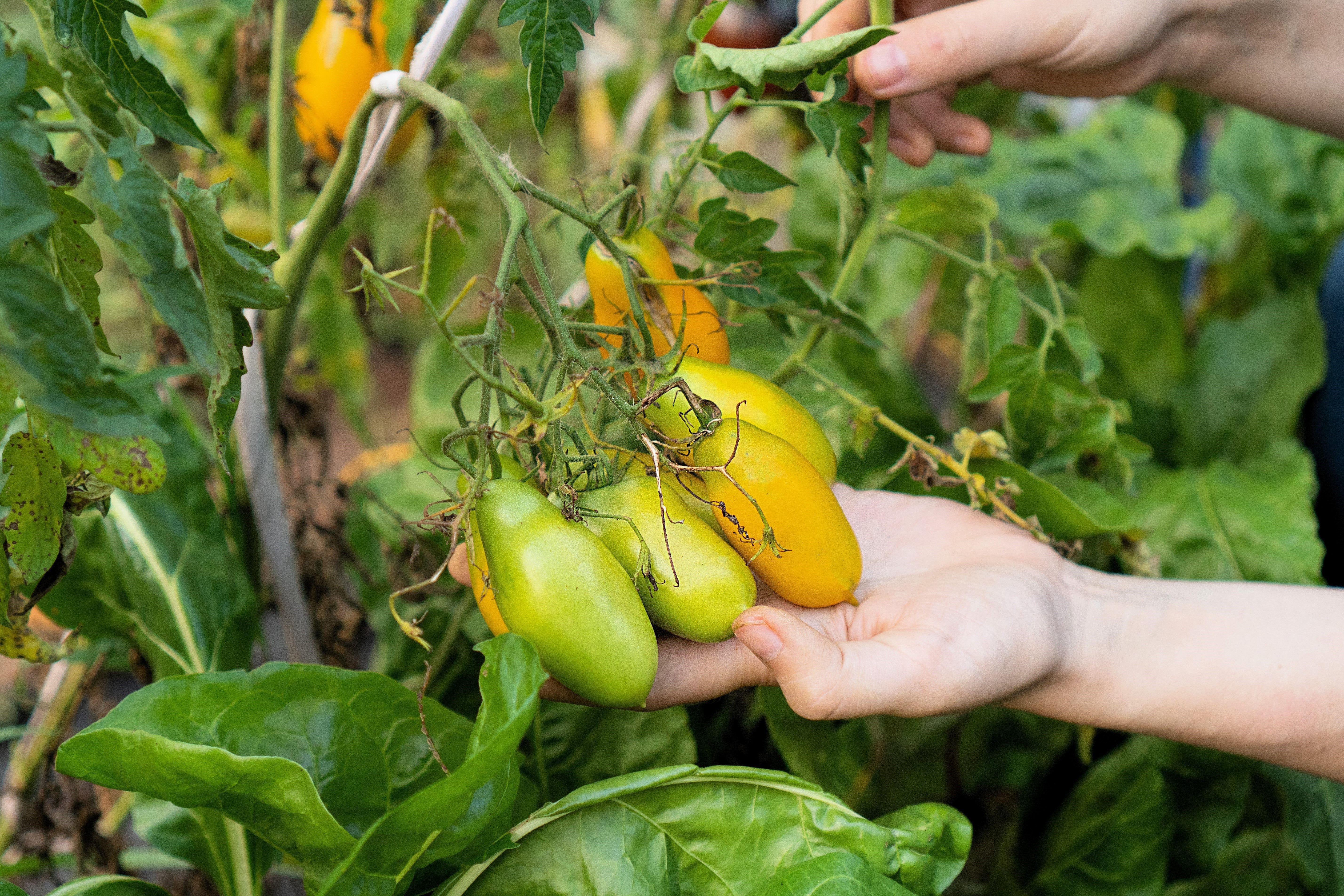 40 BANANA LEGS TOMATO Heirloom Yellow Lycopersicon Fruit Vegetable Seeds - Image 4