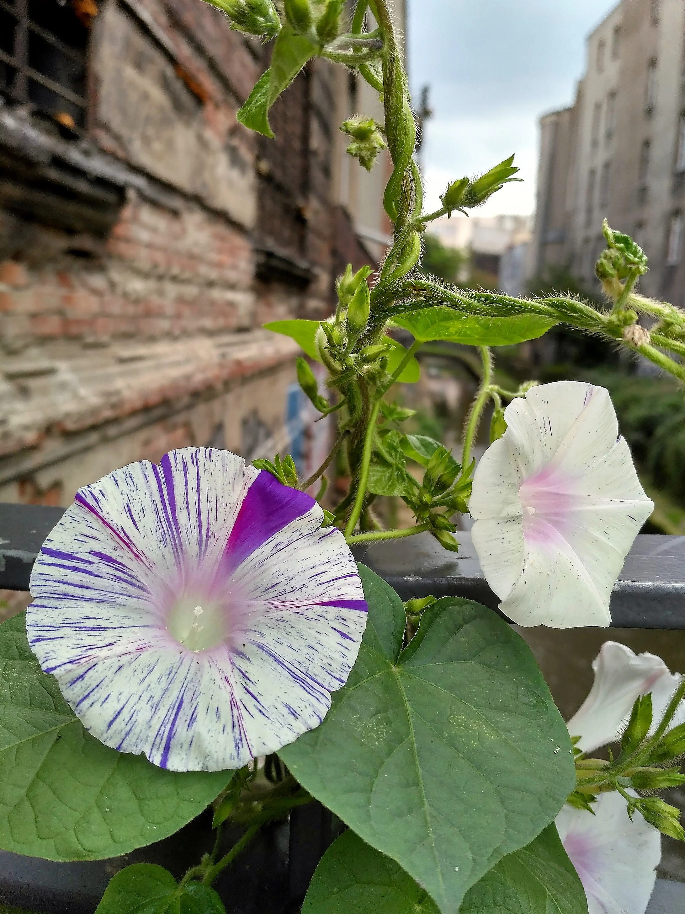 40 CARNEVALE di VENEZIA MORNING GLORY Pink & Purple with White Stripes Ipomoea Purpurea Flower Vine Seeds - Image 14