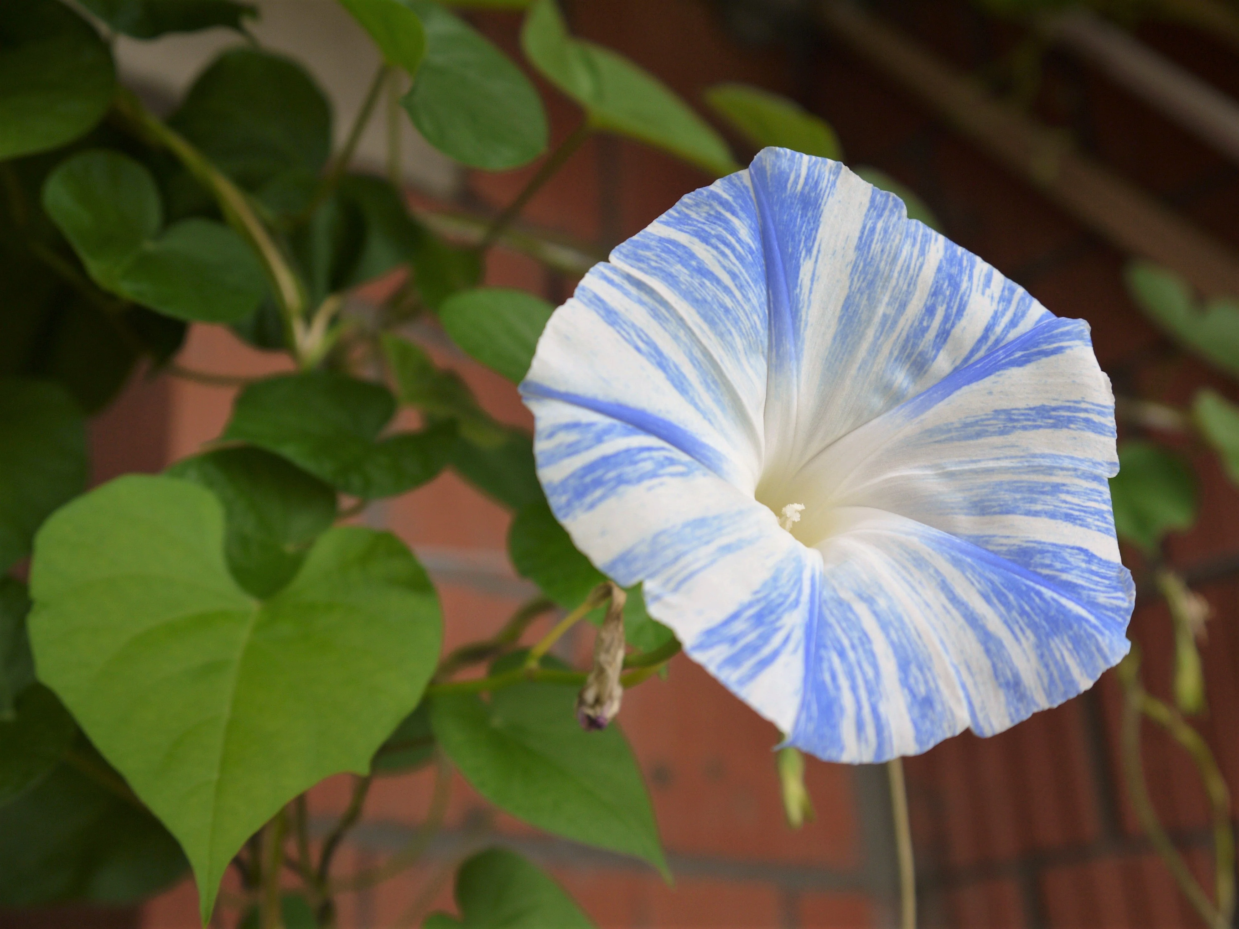40 CARNEVALE di VENEZIA MORNING GLORY Pink & Purple with White Stripes Ipomoea Purpurea Flower Vine Seeds - Image 9