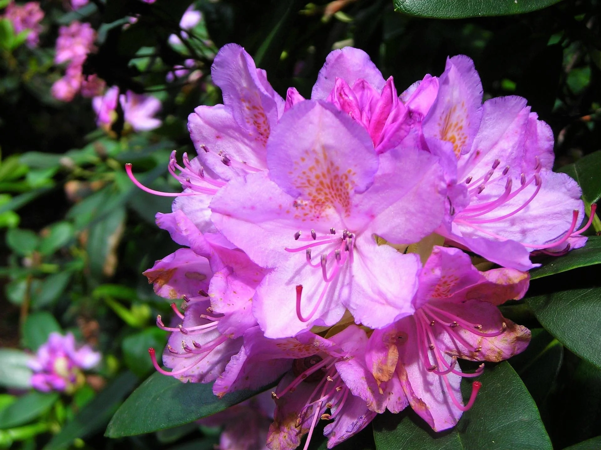 40 CAROLINA RHODODENDRON Carolinianum Dwarf Azalea Pink Purple Flower Shrub Seeds - Image 4