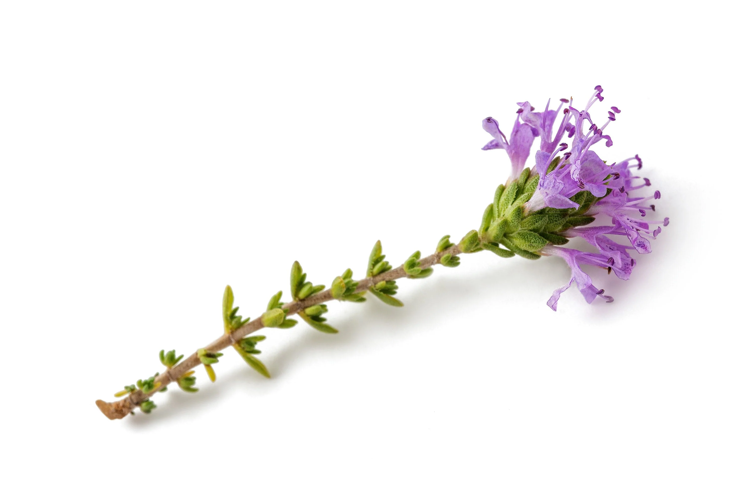 40 CONEHEAD THYME Thymus Capitatus syn. Thymbra Capitata Mediterranean aka Spanish Oregano Persian Hyssop Herb Purple Flower Seeds - Image 10