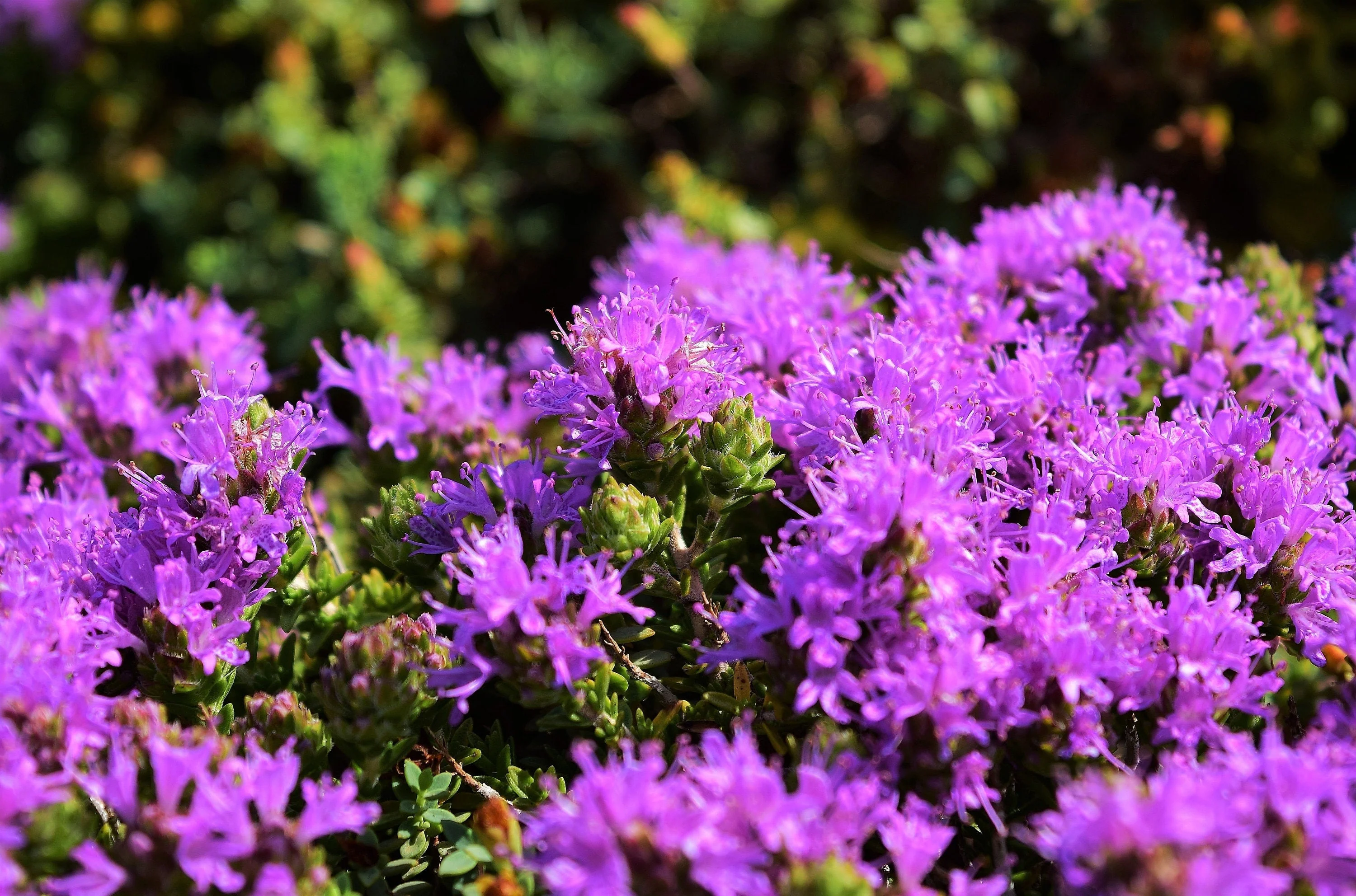 40 CONEHEAD THYME Thymus Capitatus syn. Thymbra Capitata Mediterranean aka Spanish Oregano Persian Hyssop Herb Purple Flower Seeds - Image 2
