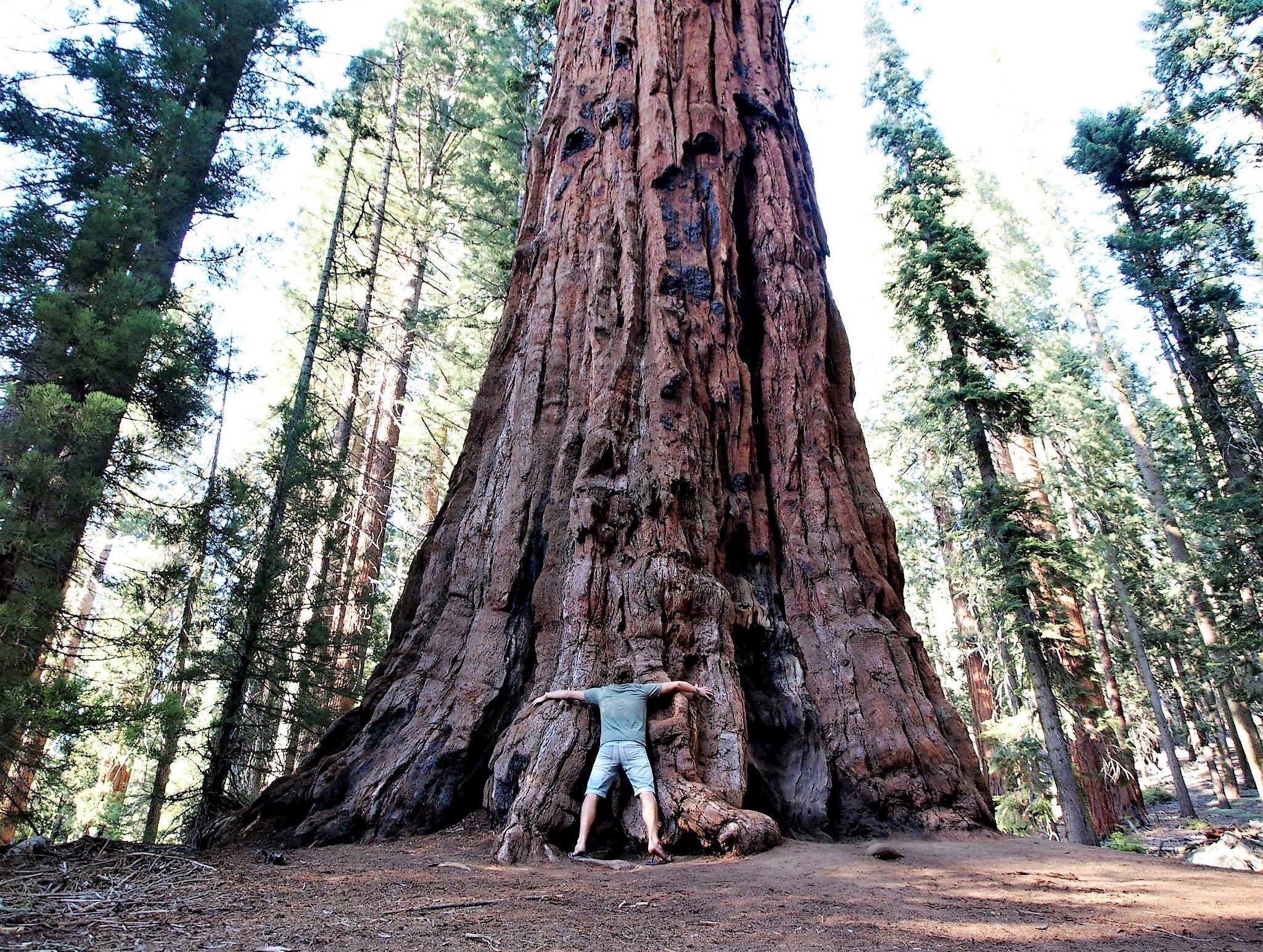 40 GIANT SEQUOIA Sequoiadendron Giganteum Sierra Redwood Tree Seeds - Image 10