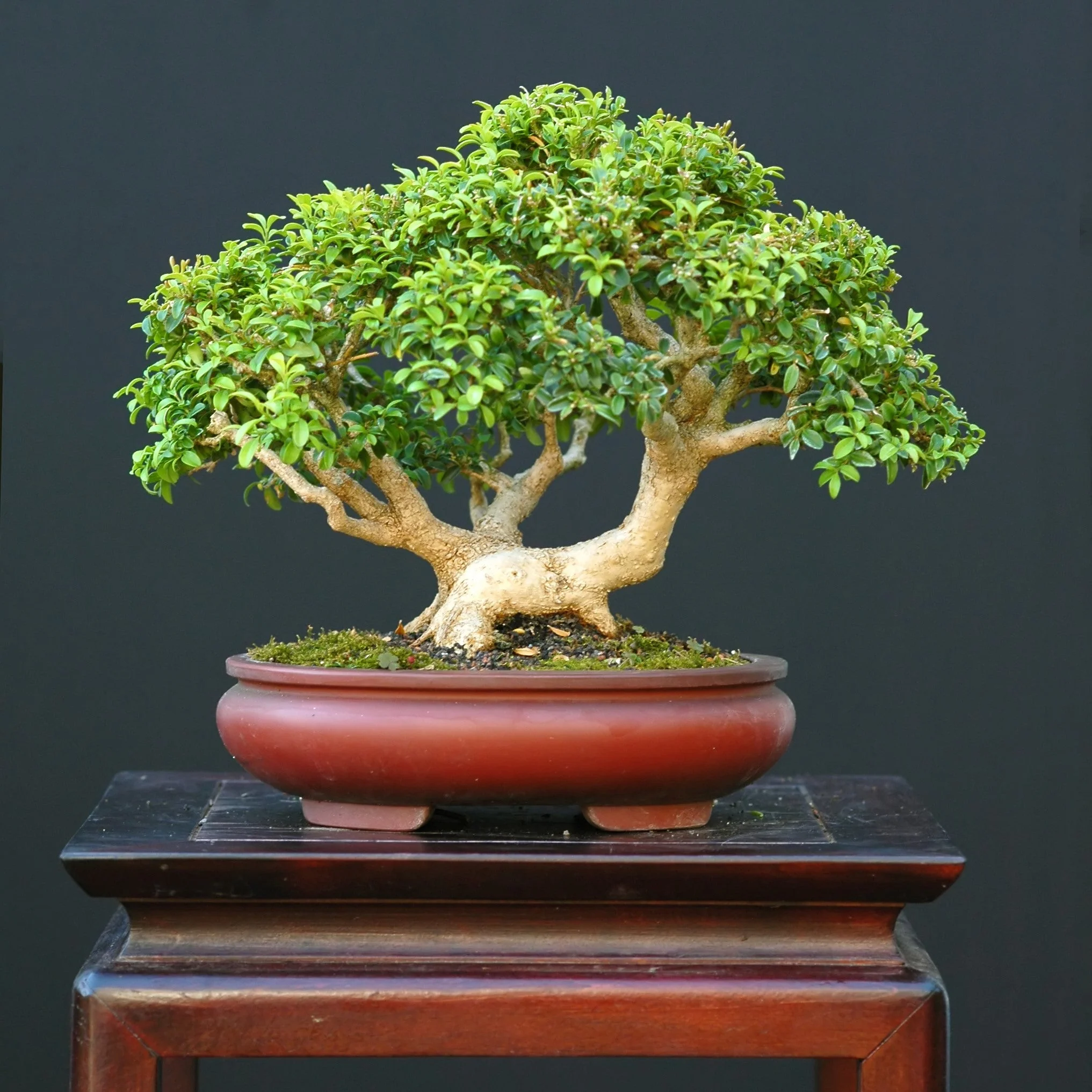 40 LITTLELEAF BOXWOOD Korean Buxus Microphylla Koreana Shrub Seeds - Image 10