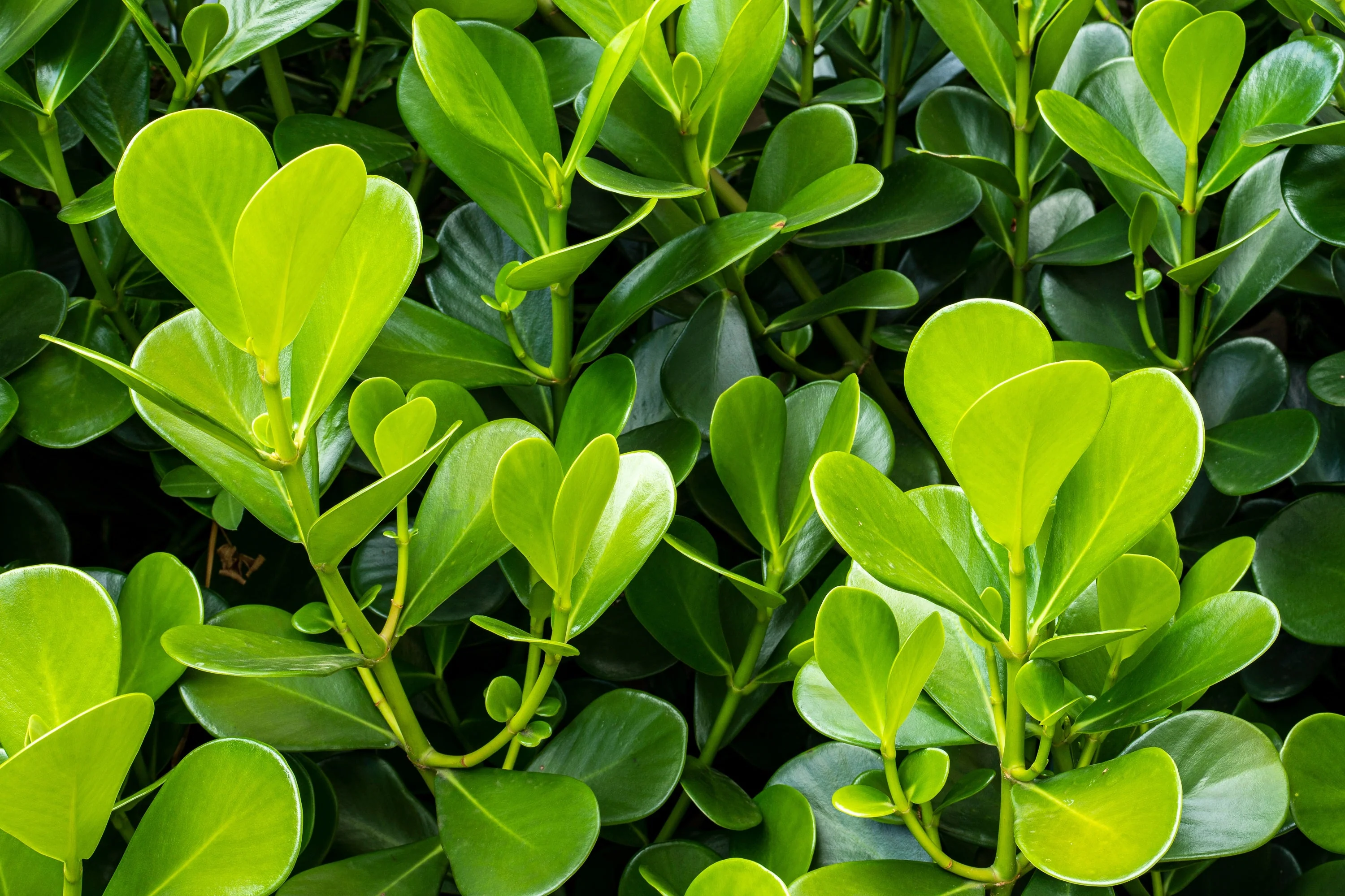 40 LITTLELEAF BOXWOOD Korean Buxus Microphylla Koreana Shrub Seeds - Image 2
