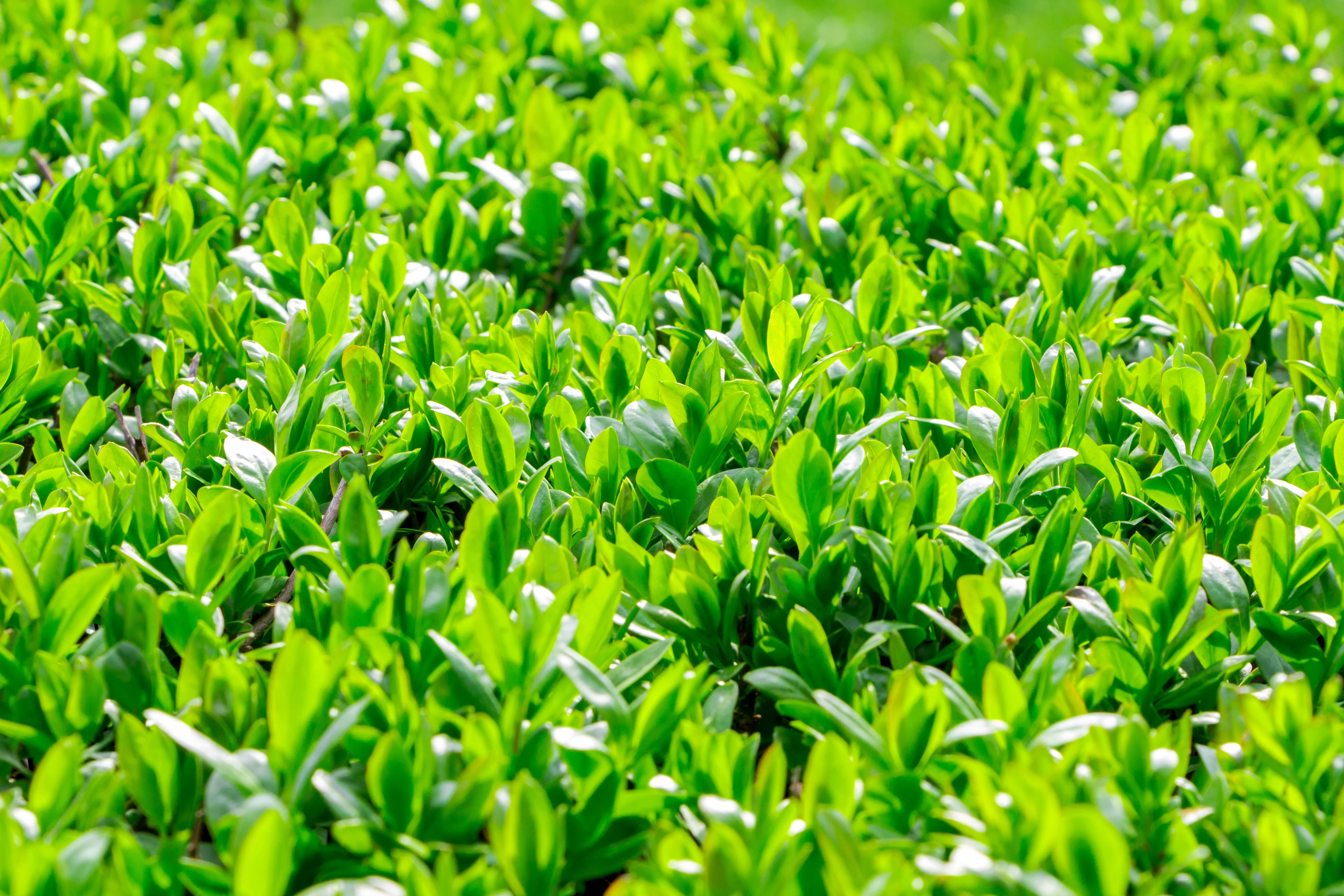 40 LITTLELEAF BOXWOOD Korean Buxus Microphylla Koreana Shrub Seeds - Image 6