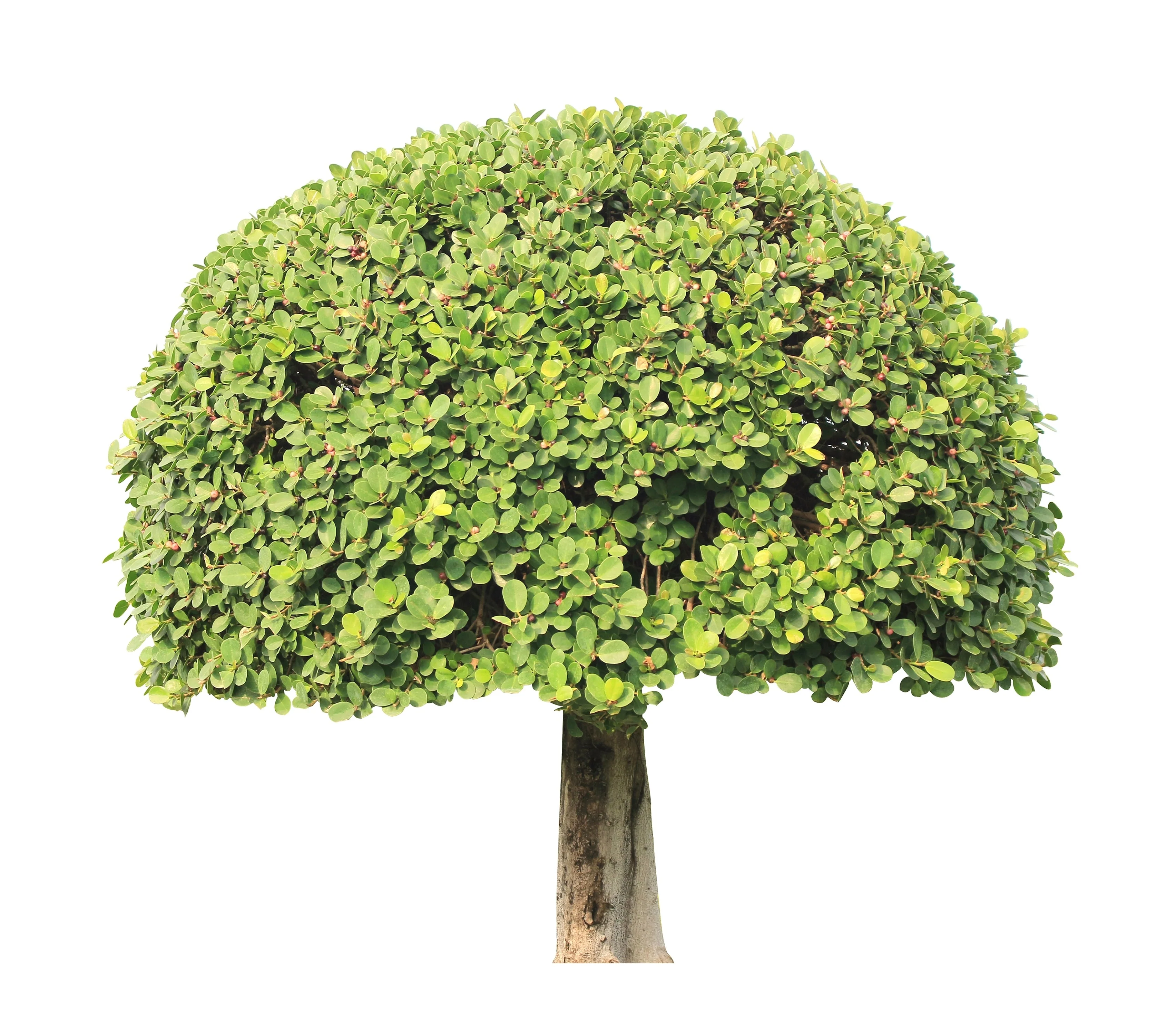 40 LITTLELEAF BOXWOOD Korean Buxus Microphylla Koreana Shrub Seeds - Image 9