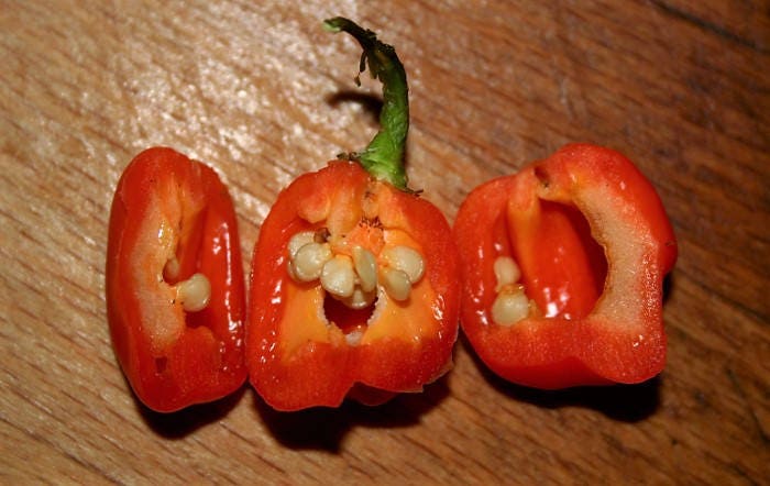 40 Orange SCOTCH BONNET PEPPER very hot Jamaican Capsicum Chinense Vegetable Seeds - Image 7