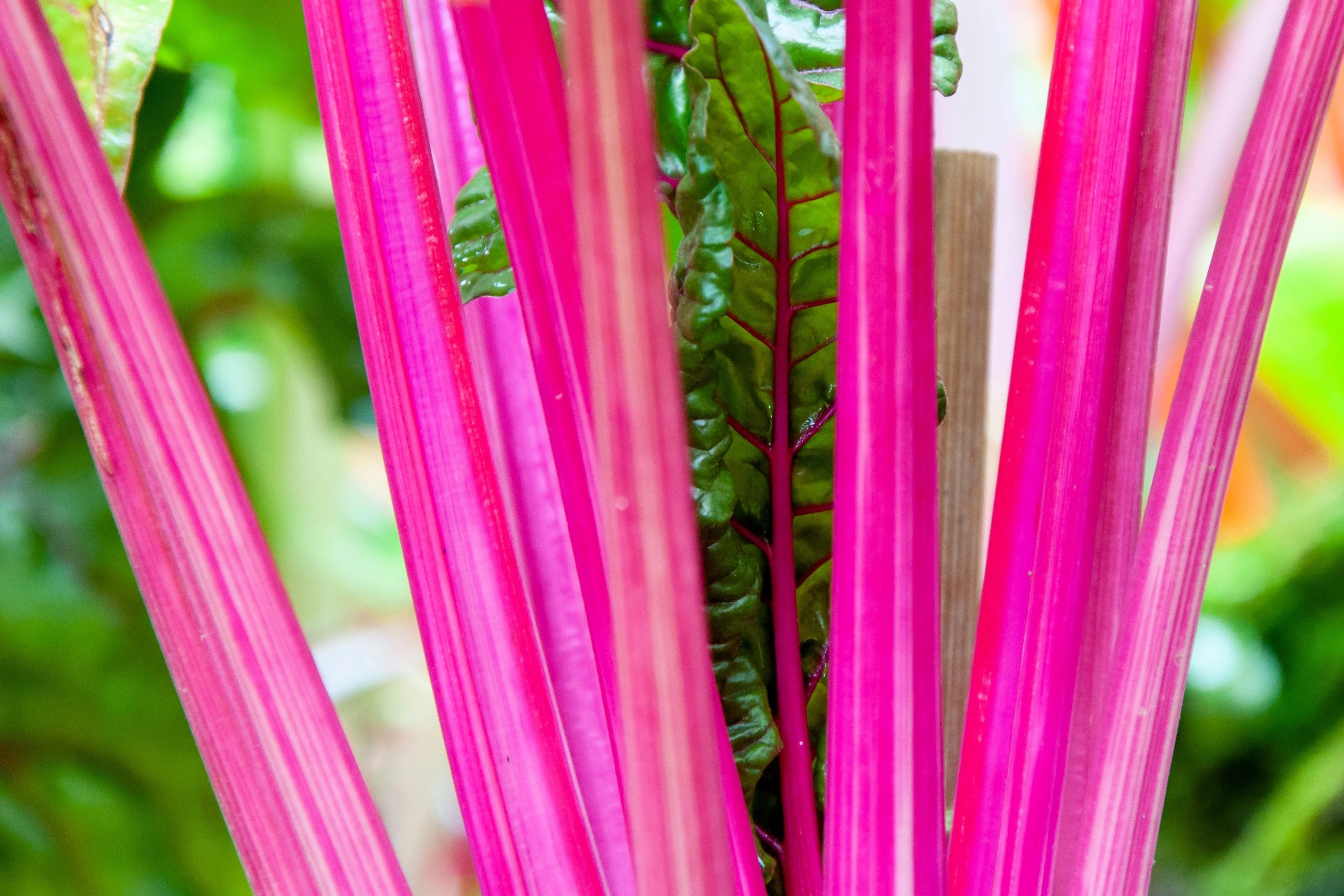 40 PINK LIPSTICK SWISS CHARD Vegetable Seeds Perpetual Spinach Beta Vulgaris Seeds - Image 5