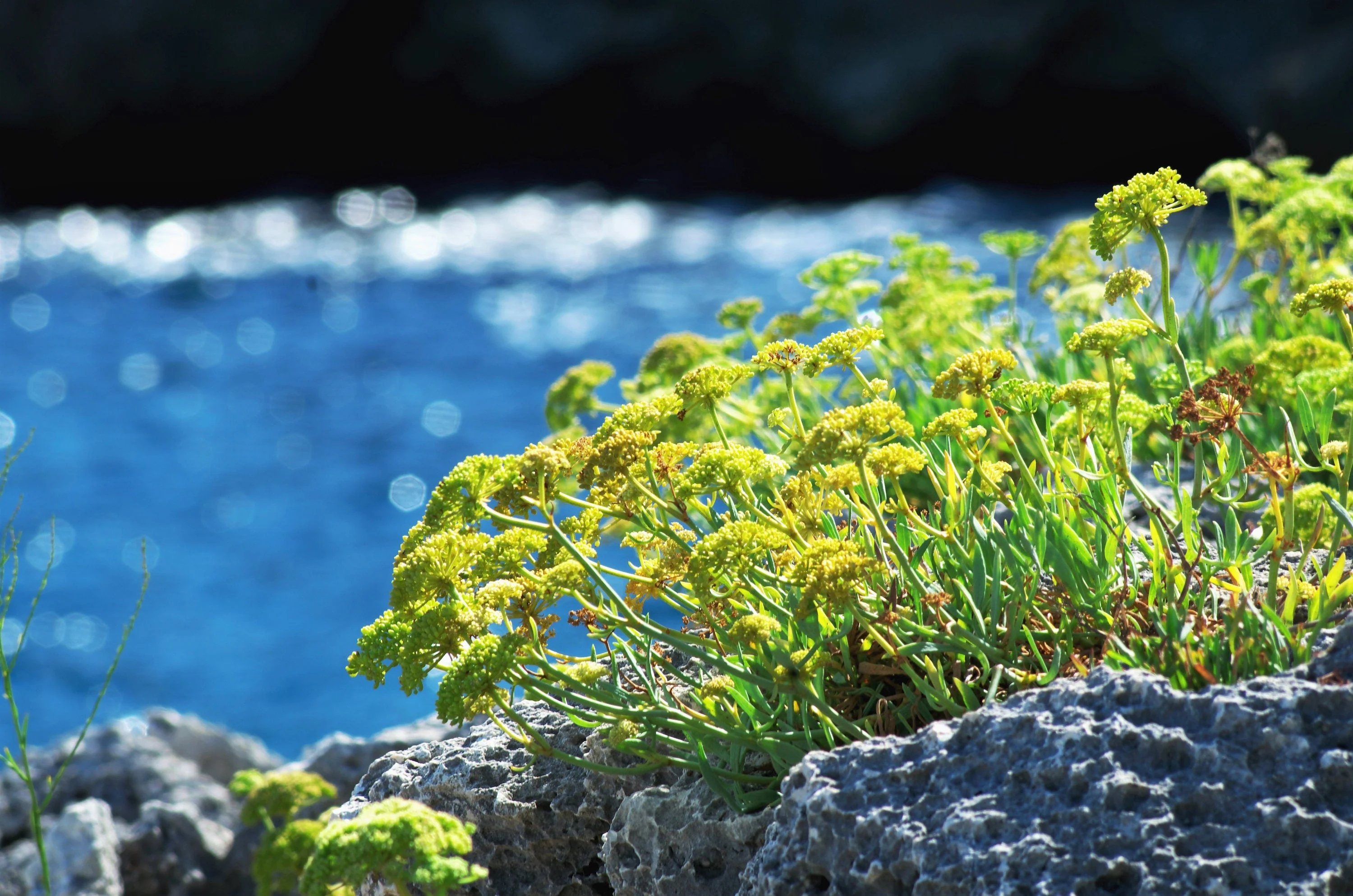 40 SEA FENNEL Rock Samphire Crithmum Maritimum Fragrant Herb Edible Vegetable Yellow Flower Seeds - Image 2