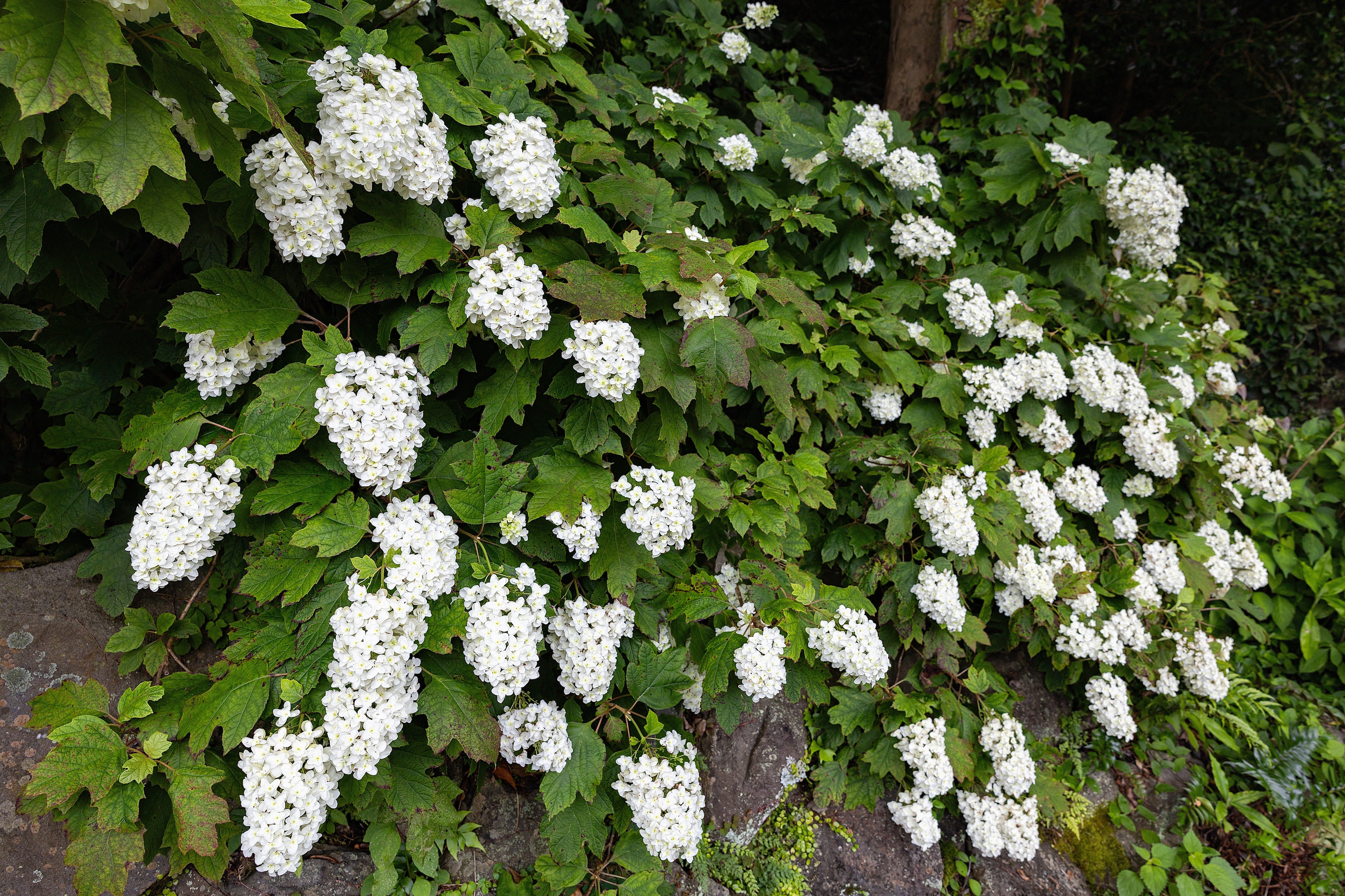 40 White OAK LEAF HYDRANGEA Quercifolia Shrub Flower Seeds - Image 12