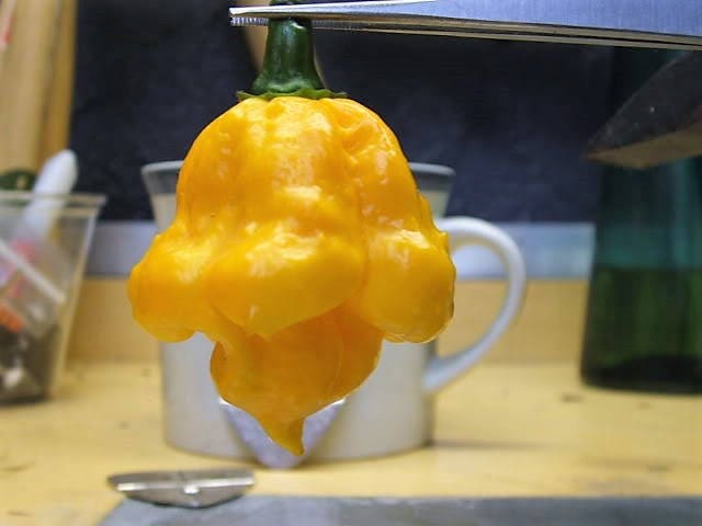 40 Yellow SCOTCH BONNET PEPPER very hot Jamaican Capsicum Chinense Vegetable Seeds - Image 4